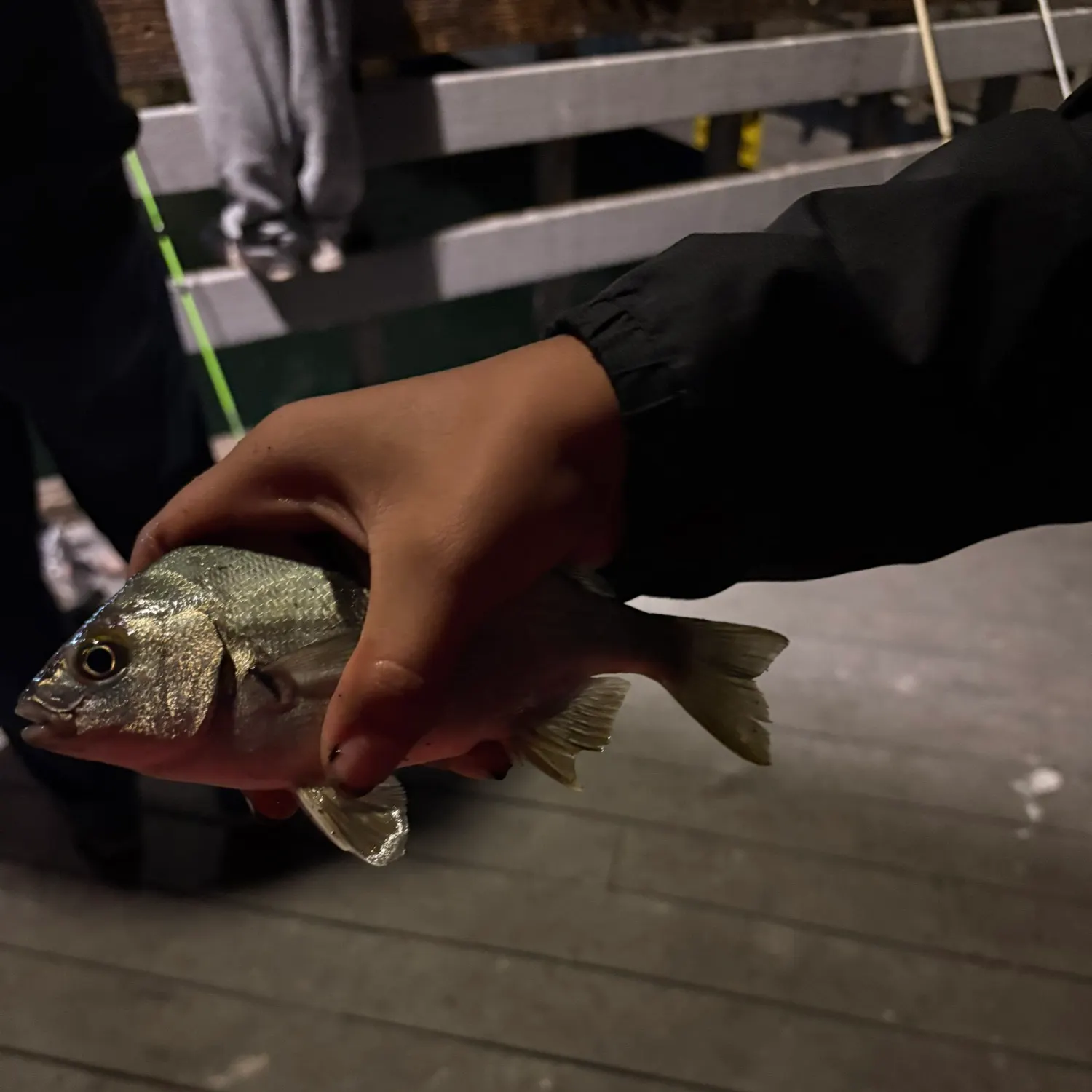 The most recent Sargo catches on Fishbrain
