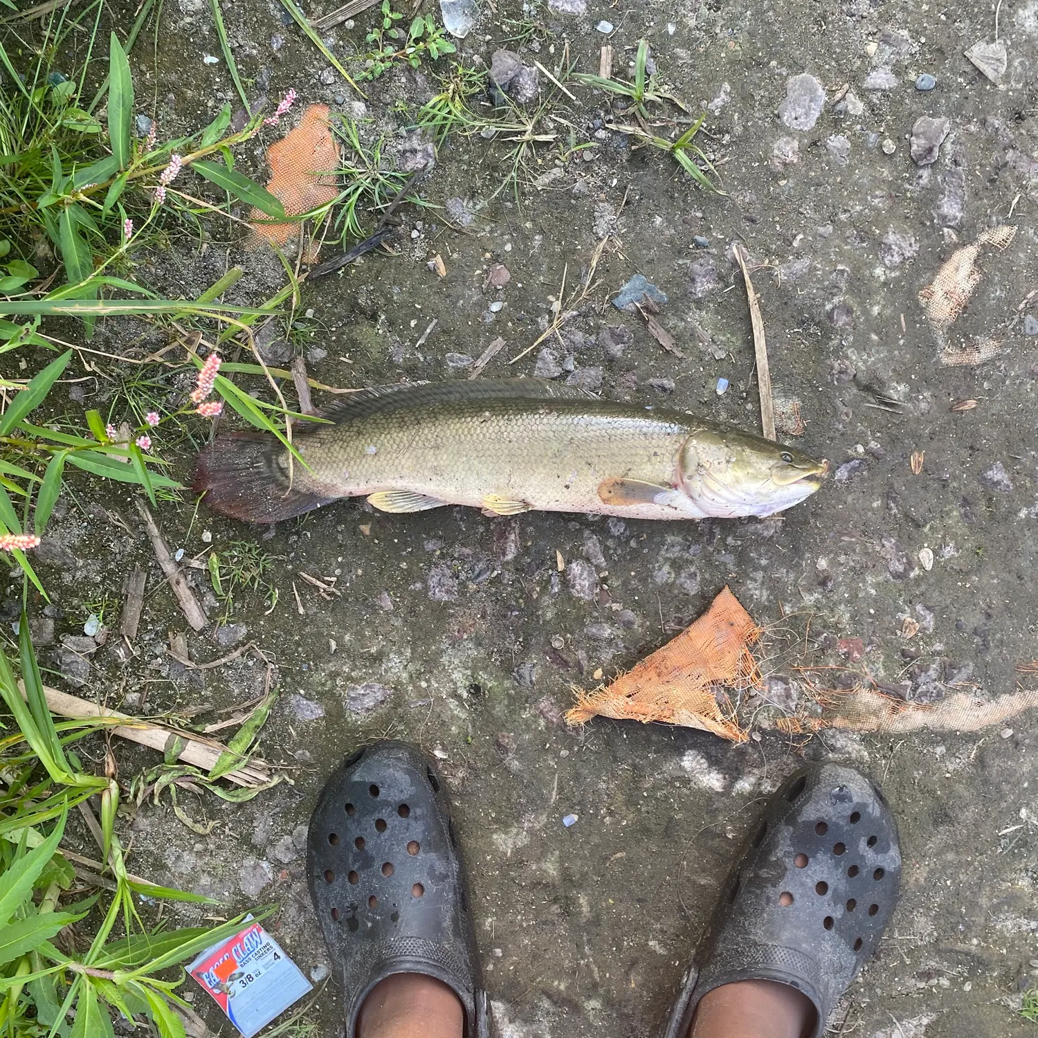 Eyetail bowfin caught on Fishbrain