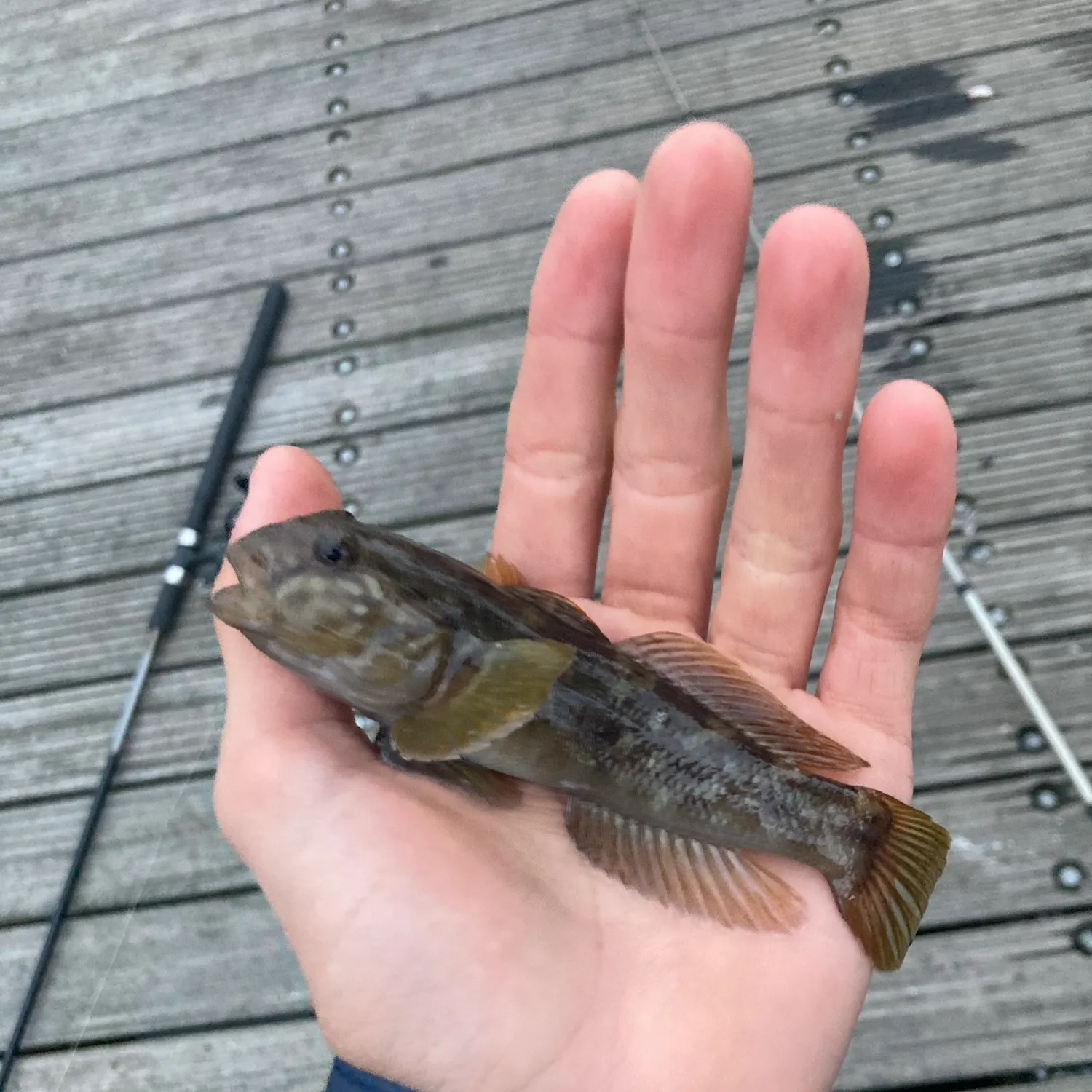 Round goby caught on Fishbrain
