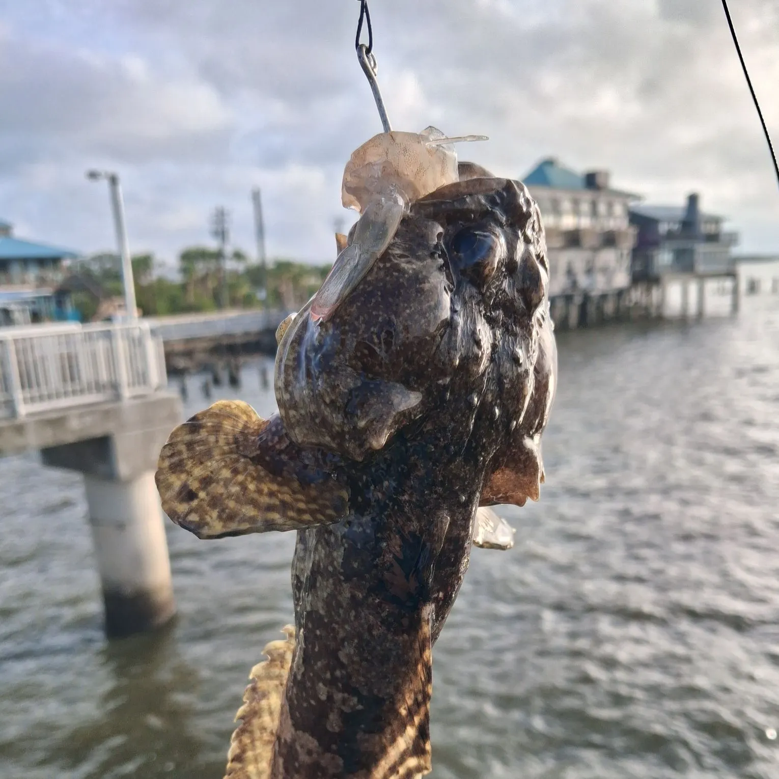 The most recent Oyster toadfish catches on Fishbrain
