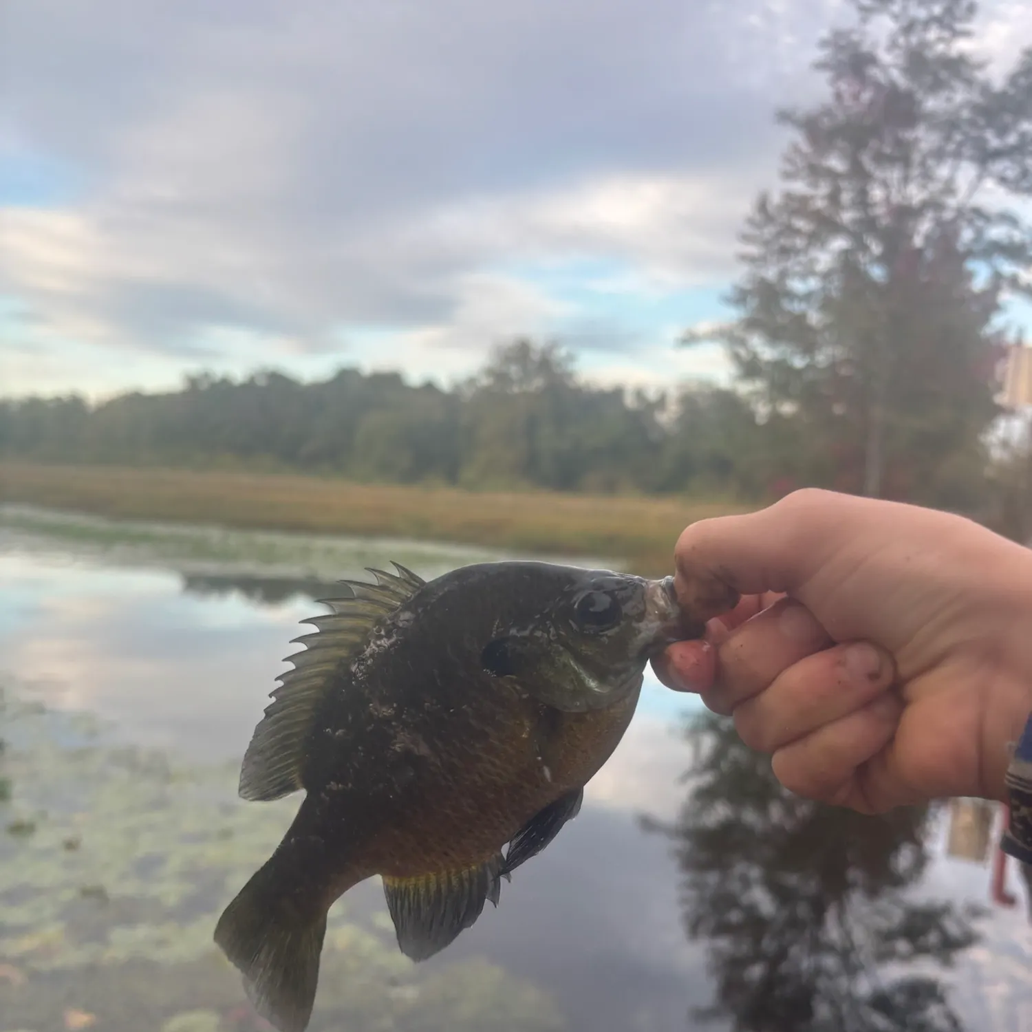 Bluegill caught on Fishbrain