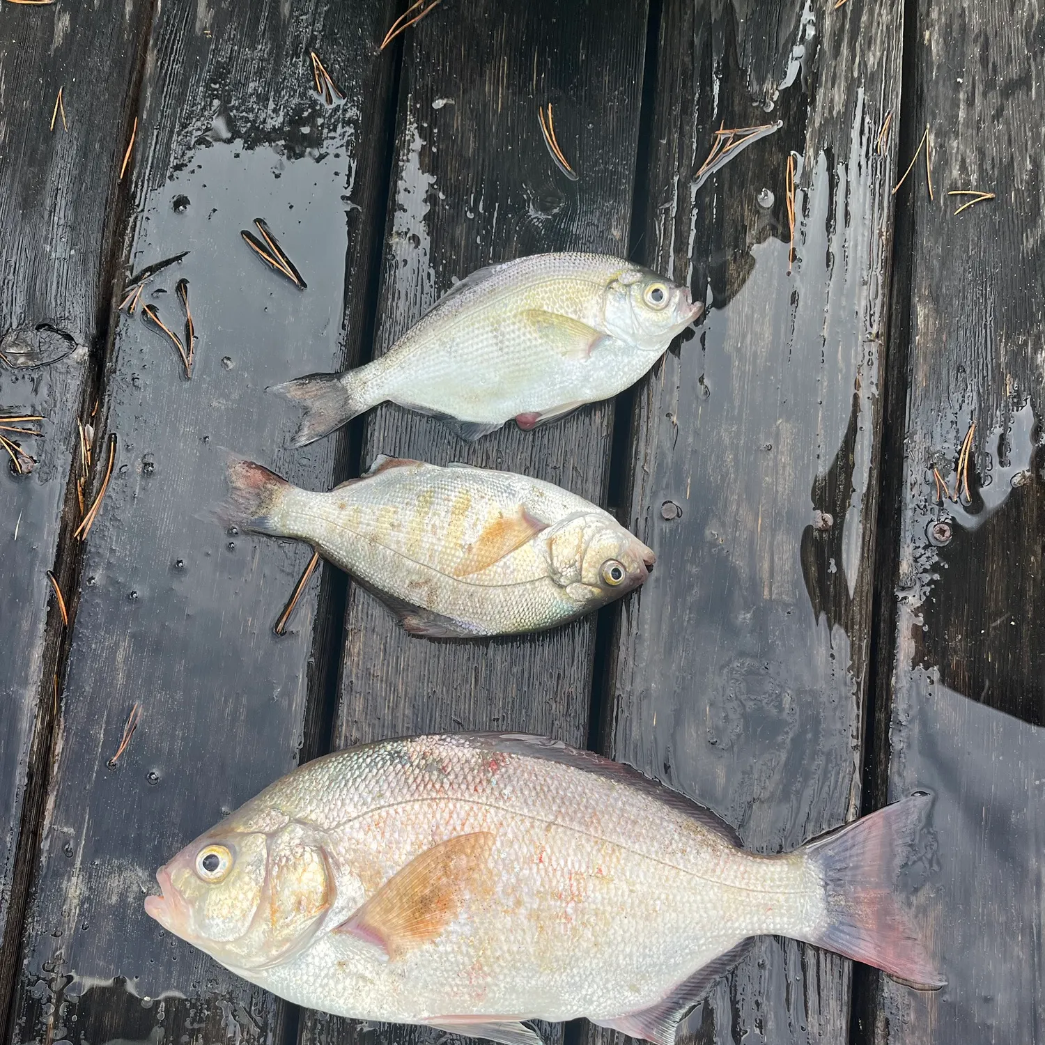 The most recent Redtail surfperch catches on Fishbrain