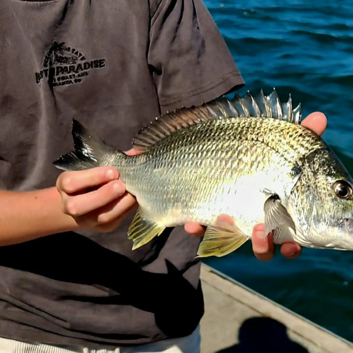 Surf bream caught on Fishbrain