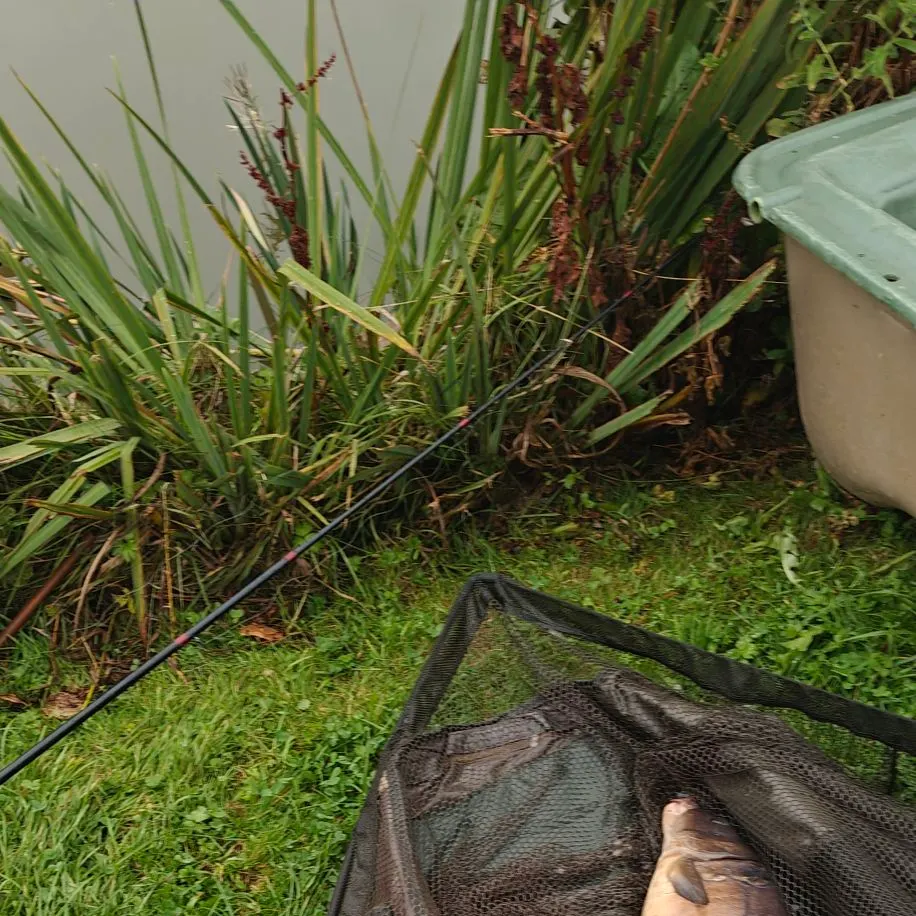 Mirror carp caught on Fishbrain
