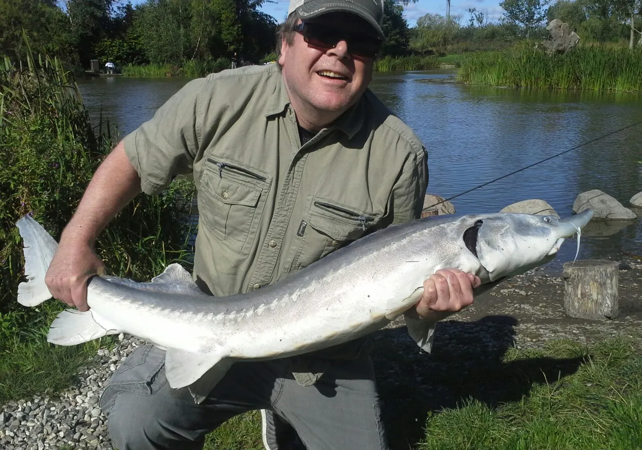 Lake sturgeon