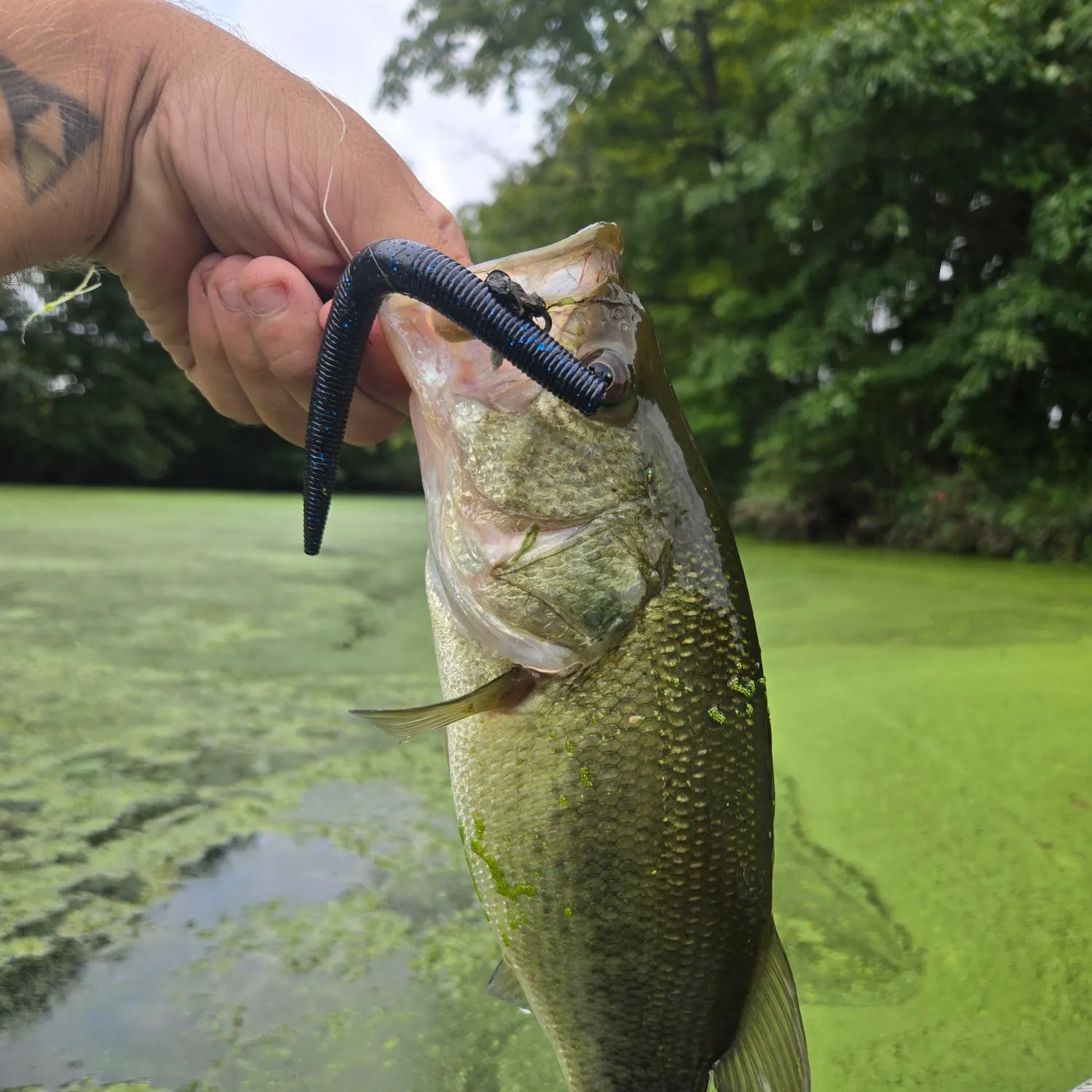 Largemouth bass caught on Fishbrain