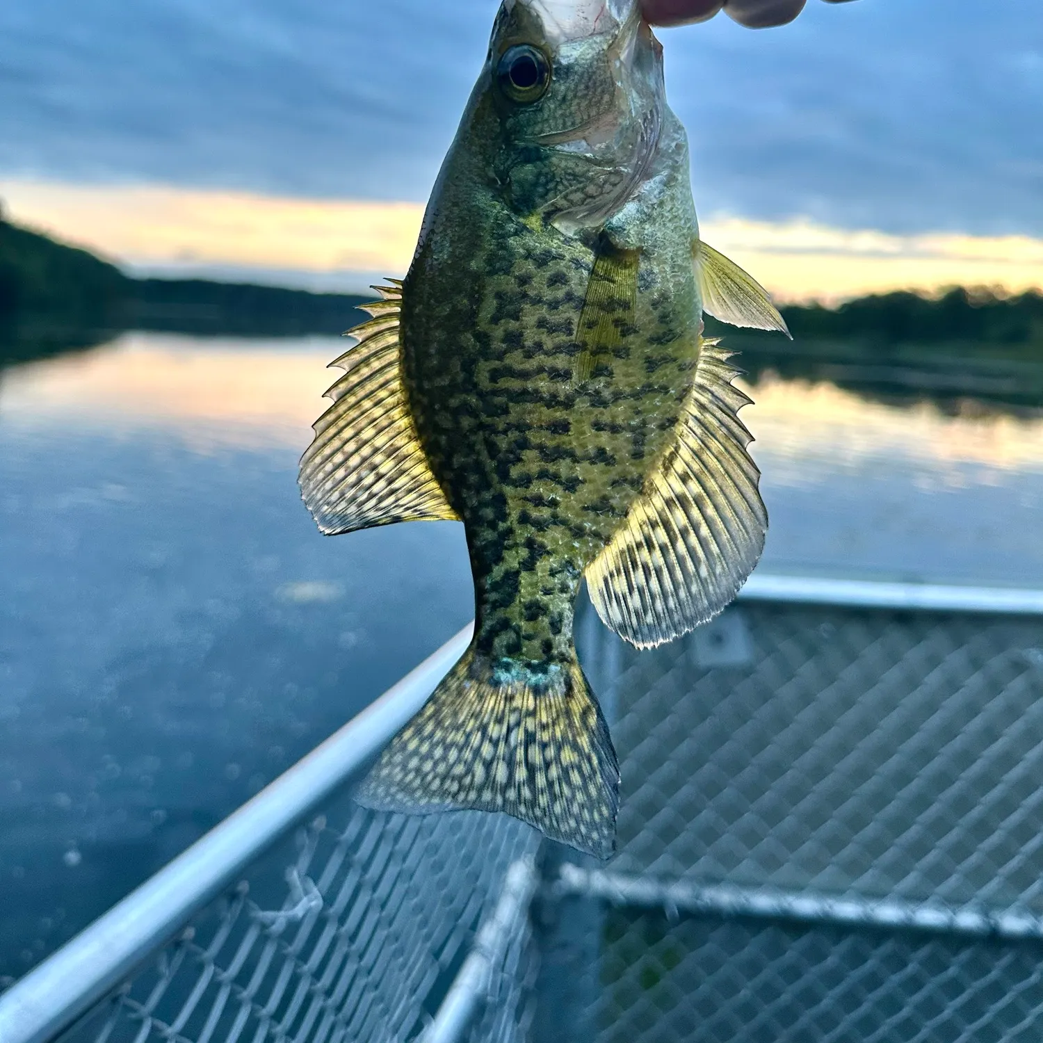 Black crappie caught on Fishbrain