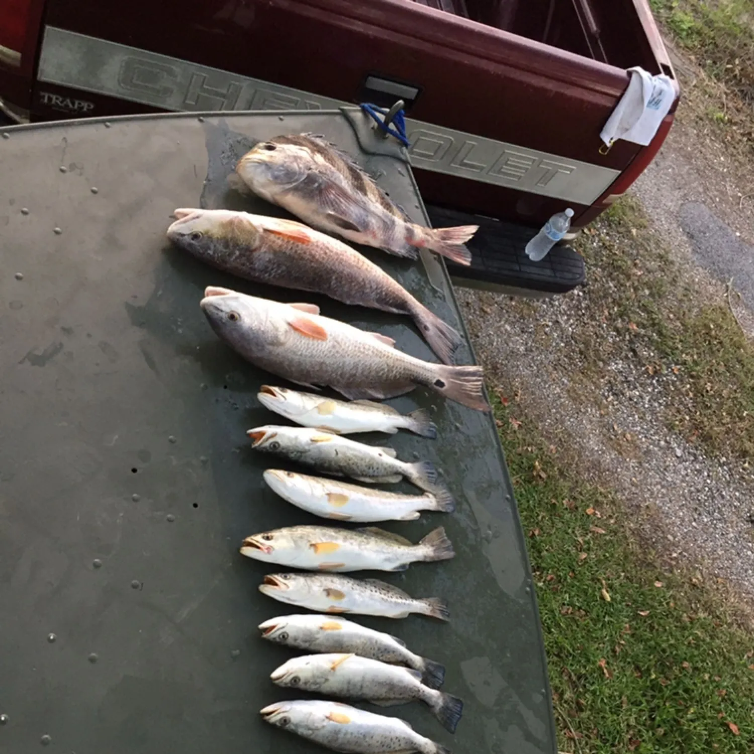 recently logged catches