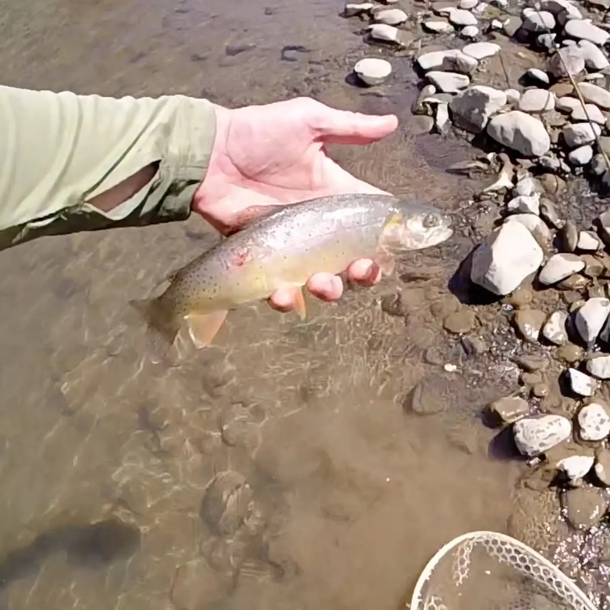 The most recent Yellowstone cutthroat trout catches on Fishbrain