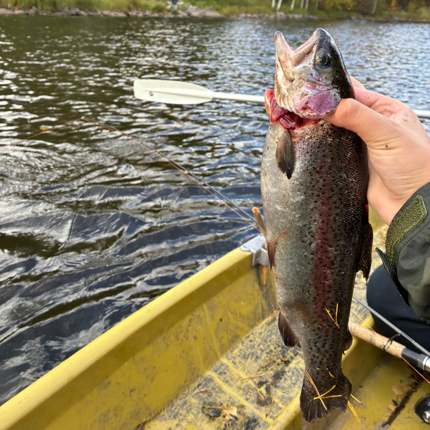 Rainbow trout caught on Fishbrain
