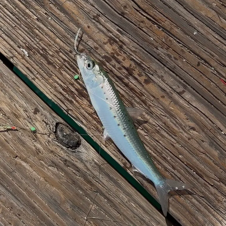 The most recent Pacific sardine catches on Fishbrain