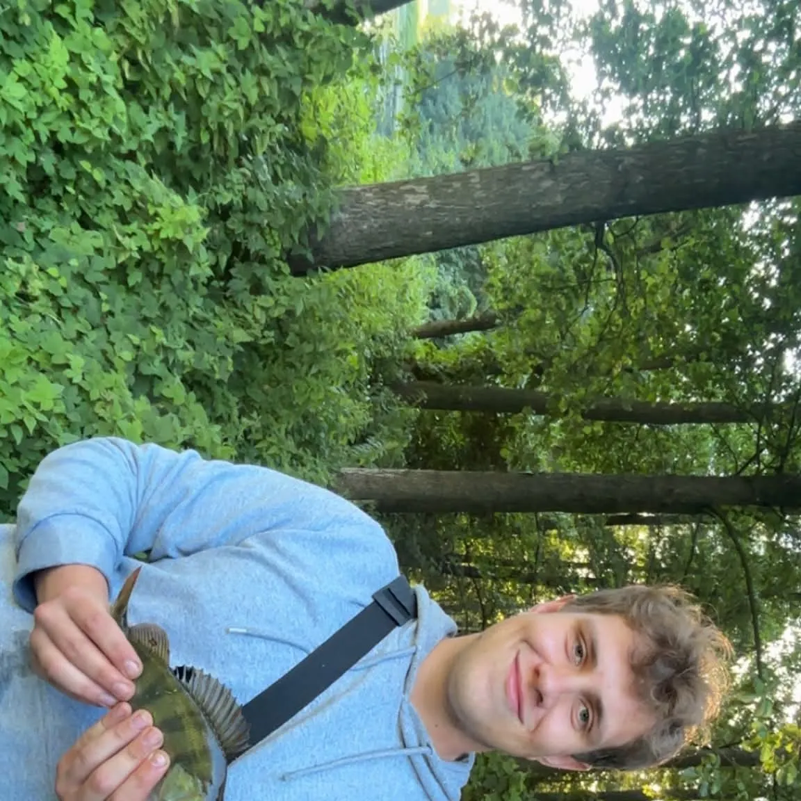 European perch caught on Fishbrain