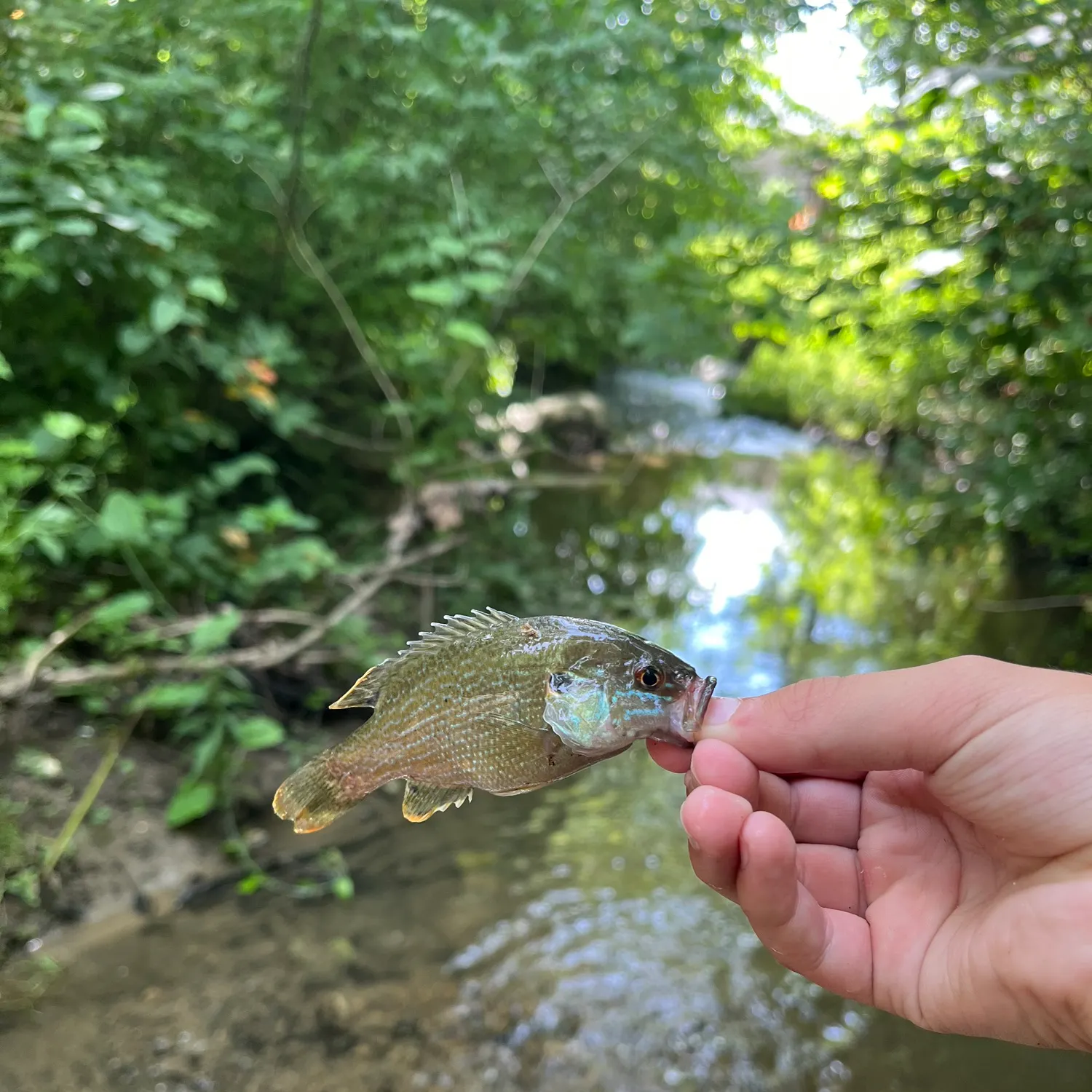 The most recent Nile perch catches on Fishbrain
