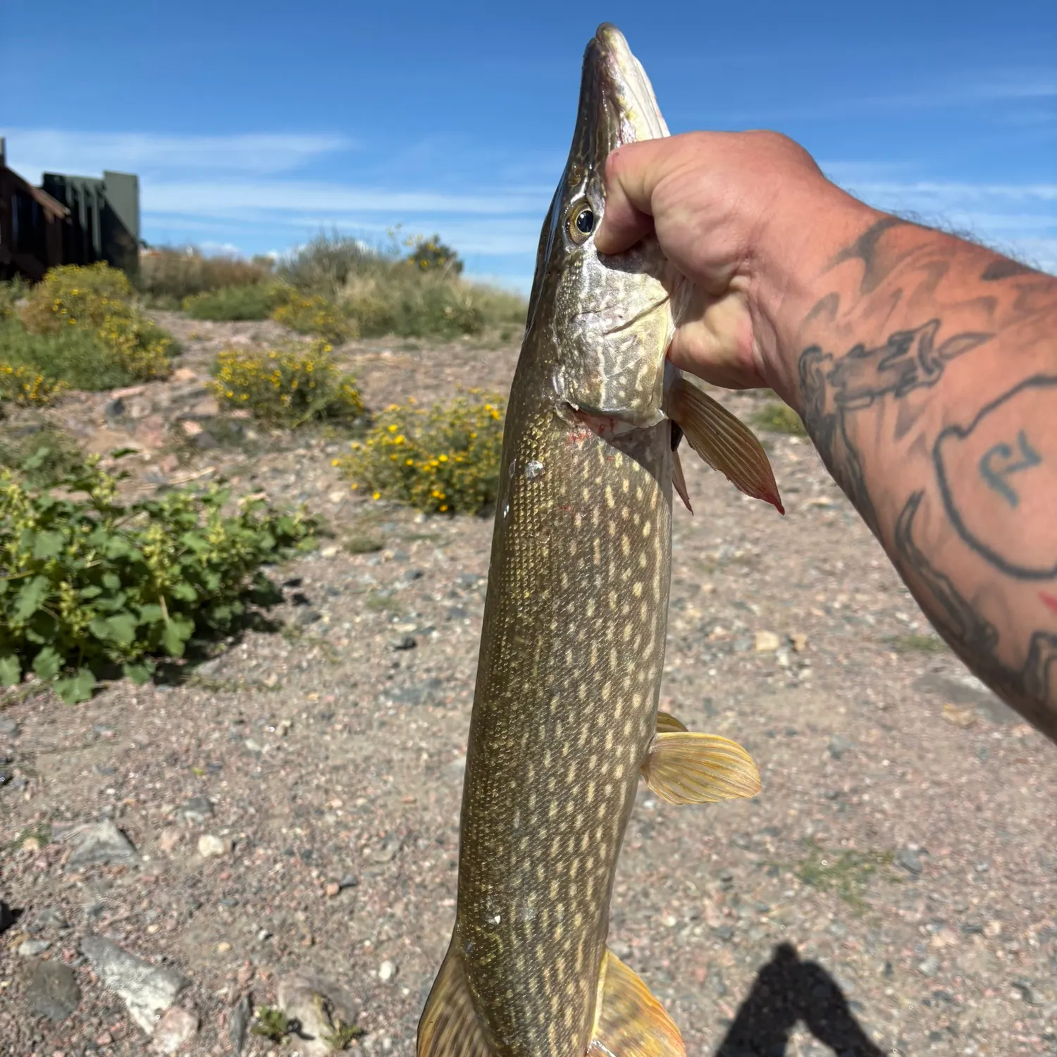 Northern pike caught on Fishbrain