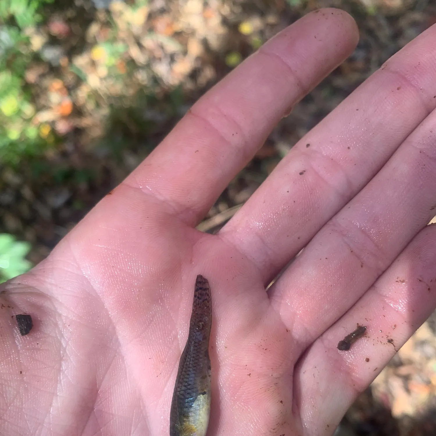 The most recent Eastern mosquitofish catches on Fishbrain