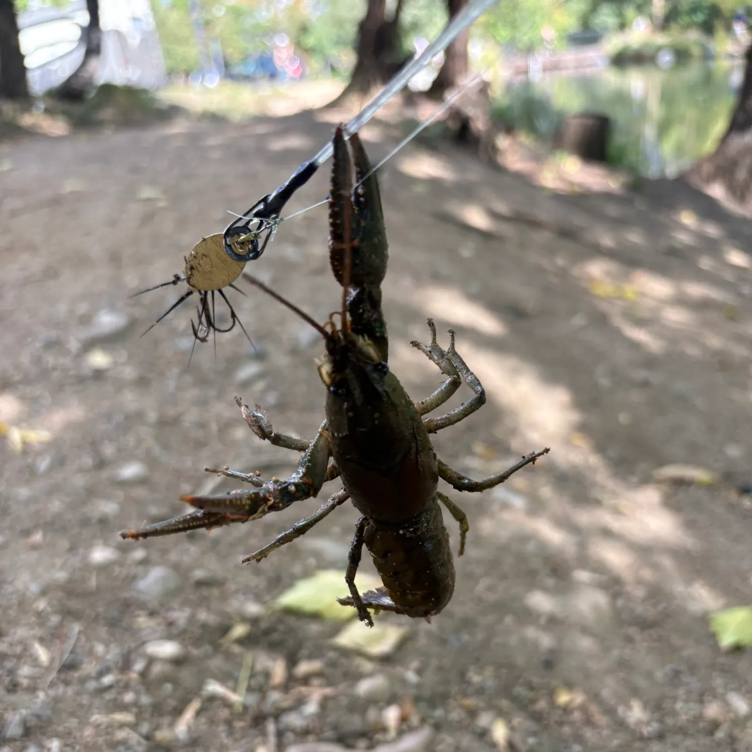 Signal crayfish caught on Fishbrain