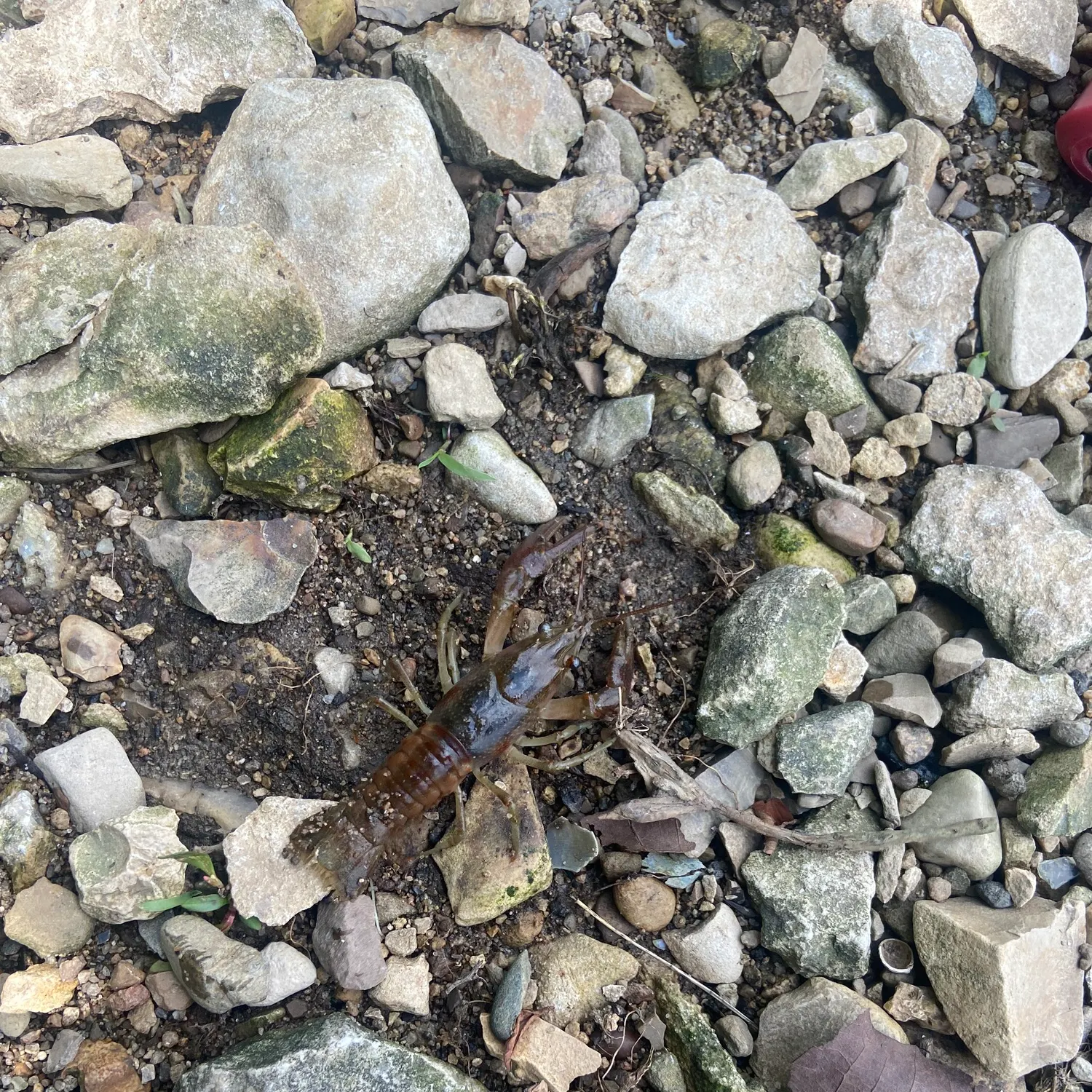 The most recent Rusty crayfish catches on Fishbrain