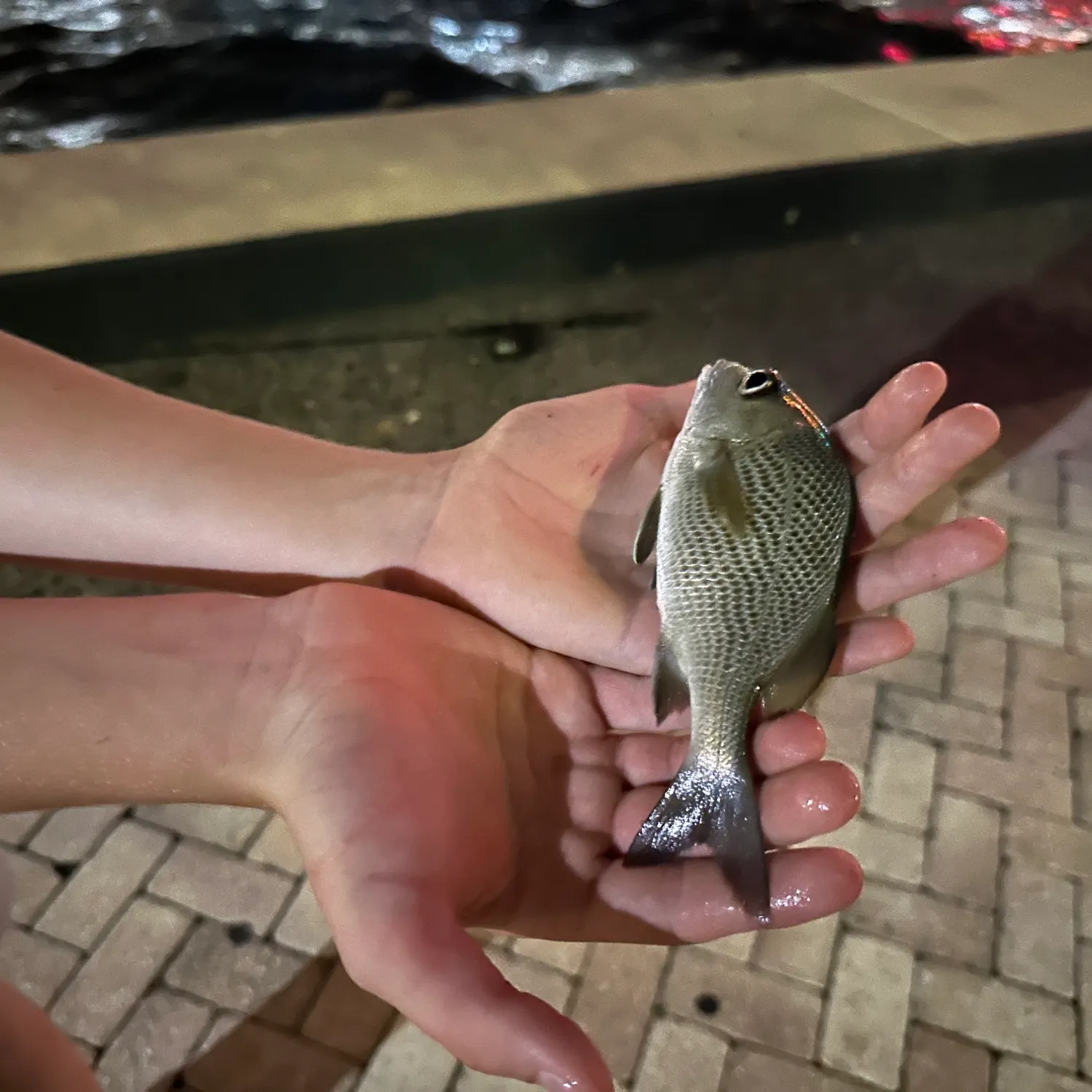 Tomtate grunt caught on Fishbrain