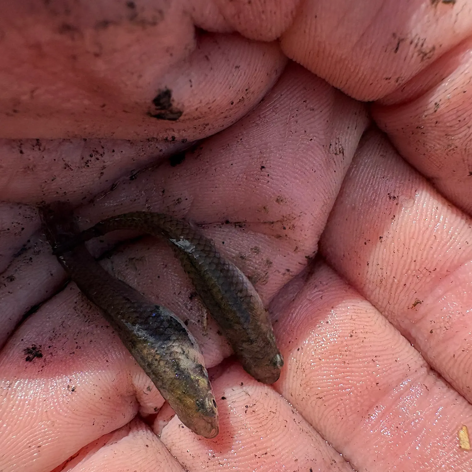 Western mosquitofish caught on Fishbrain