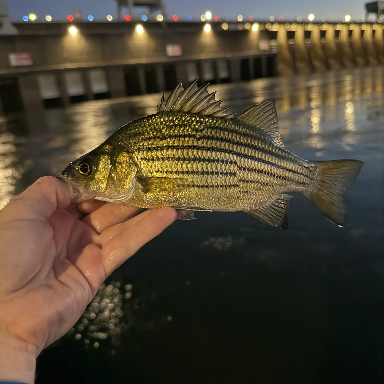 Yellow bass caught on Fishbrain