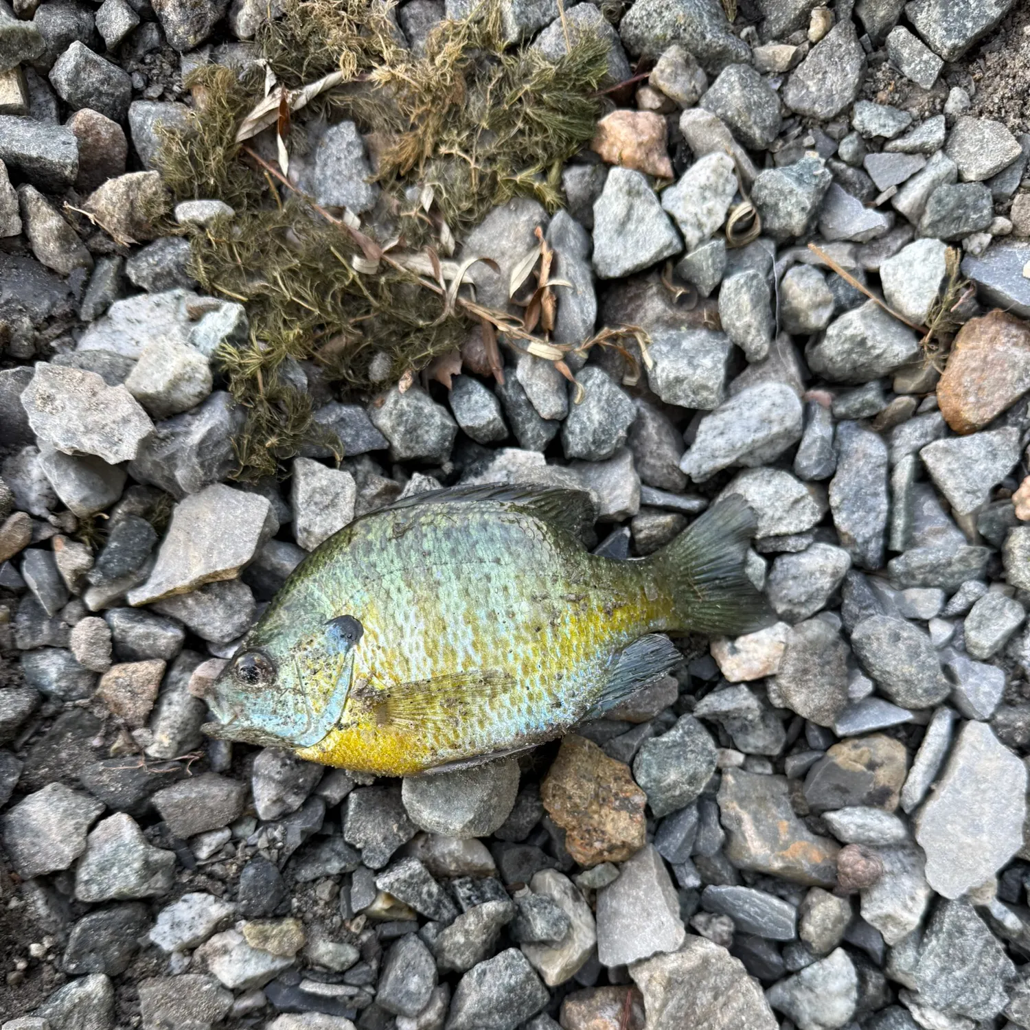 Bluegill caught on Fishbrain