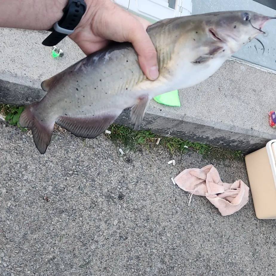 Channel catfish caught on Fishbrain