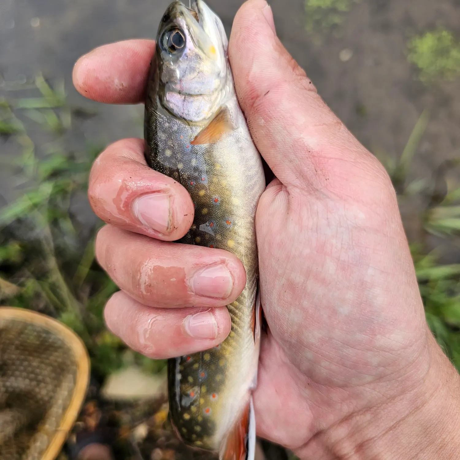 Brook trout caught on Fishbrain