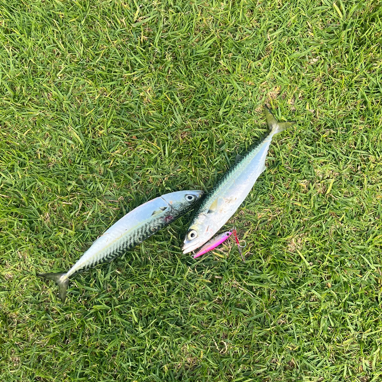 The most recent Pacific chub mackerel catches on Fishbrain