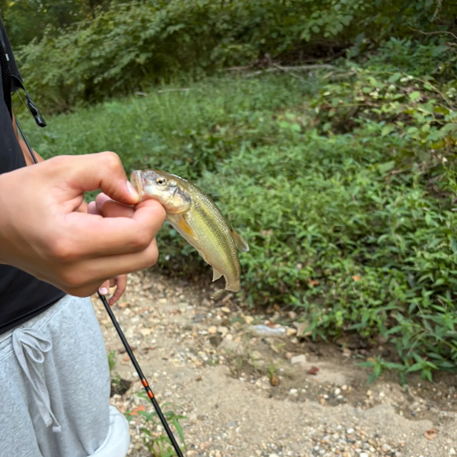 Creek chub caught on Fishbrain