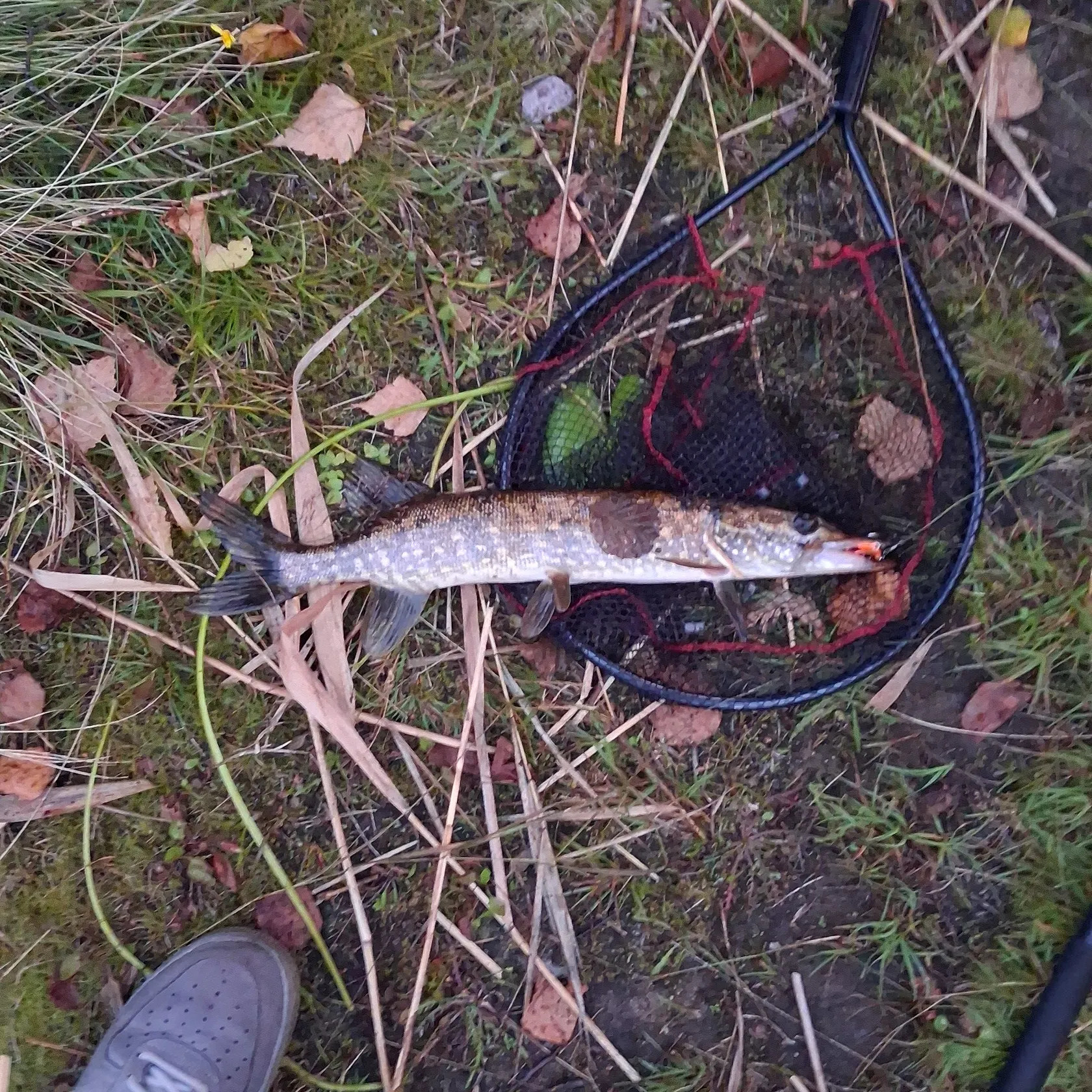 Northern pike caught on Fishbrain