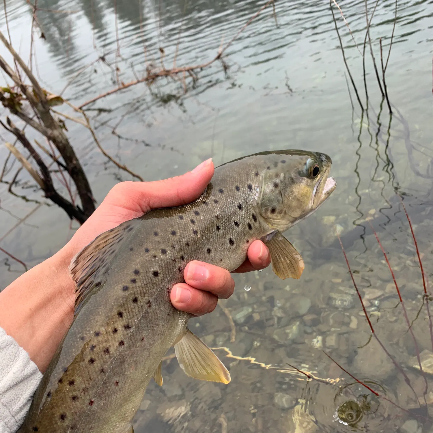 The most recent Brown trout catches on Fishbrain