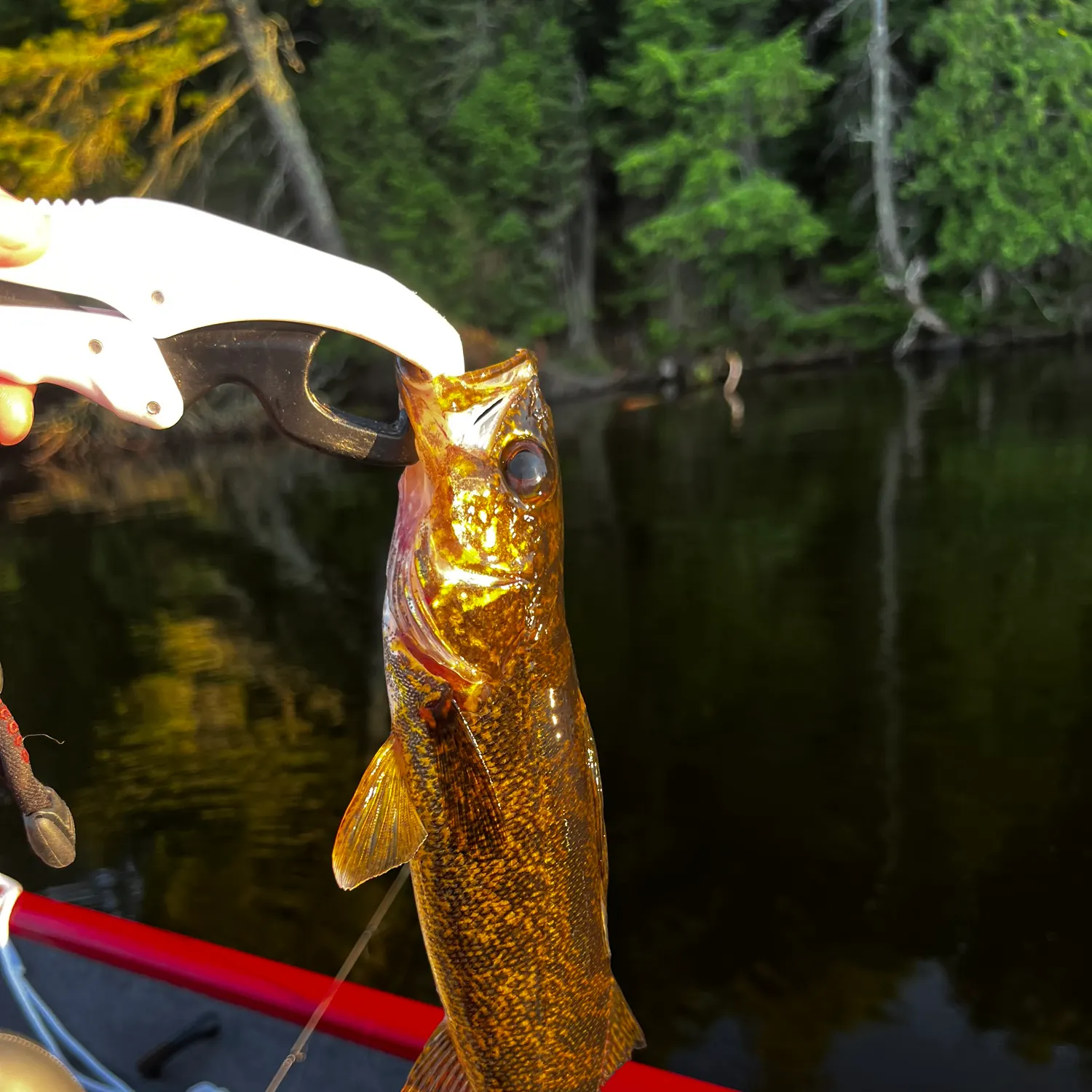 Sauger caught on Fishbrain