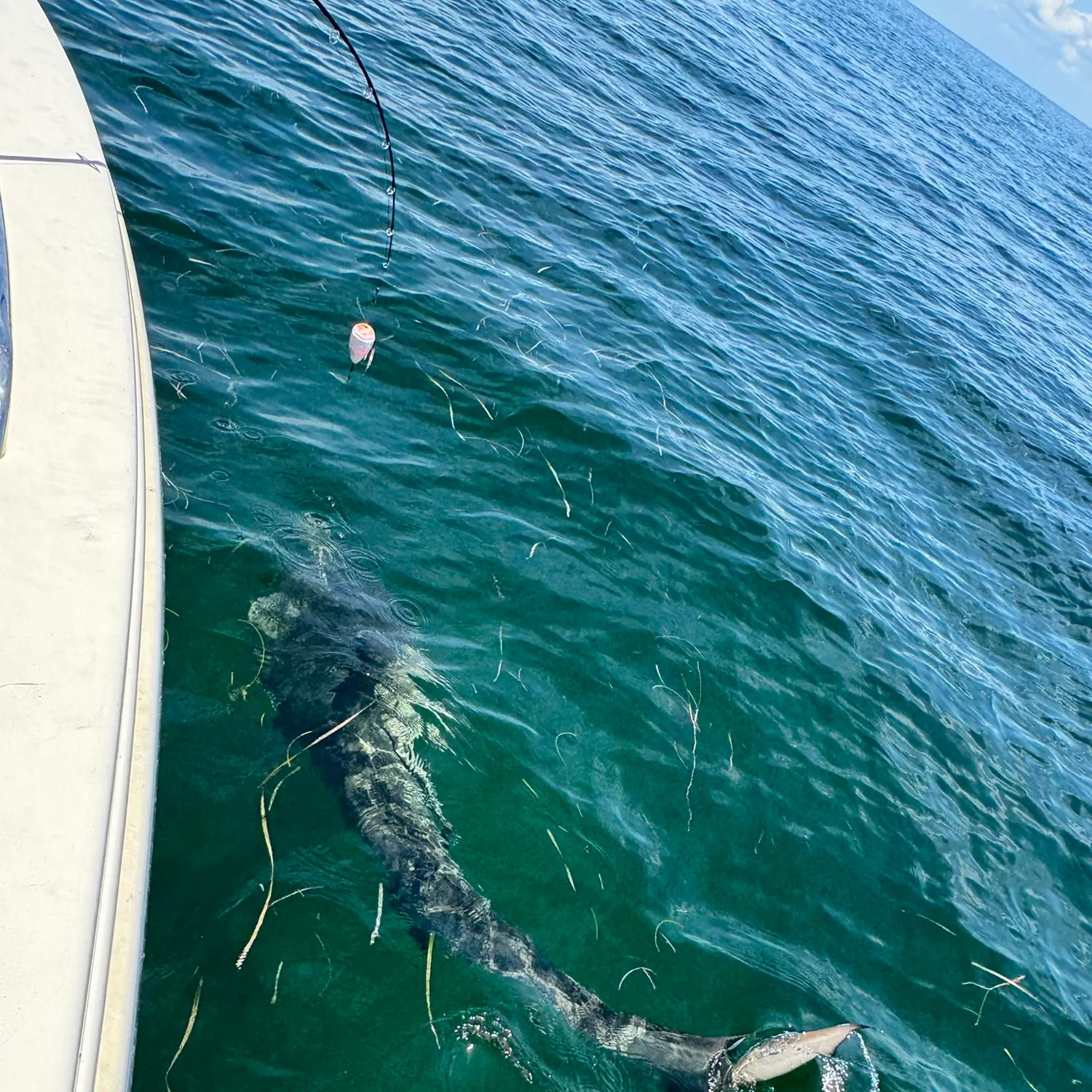 The most recent Tiger shark catches on Fishbrain