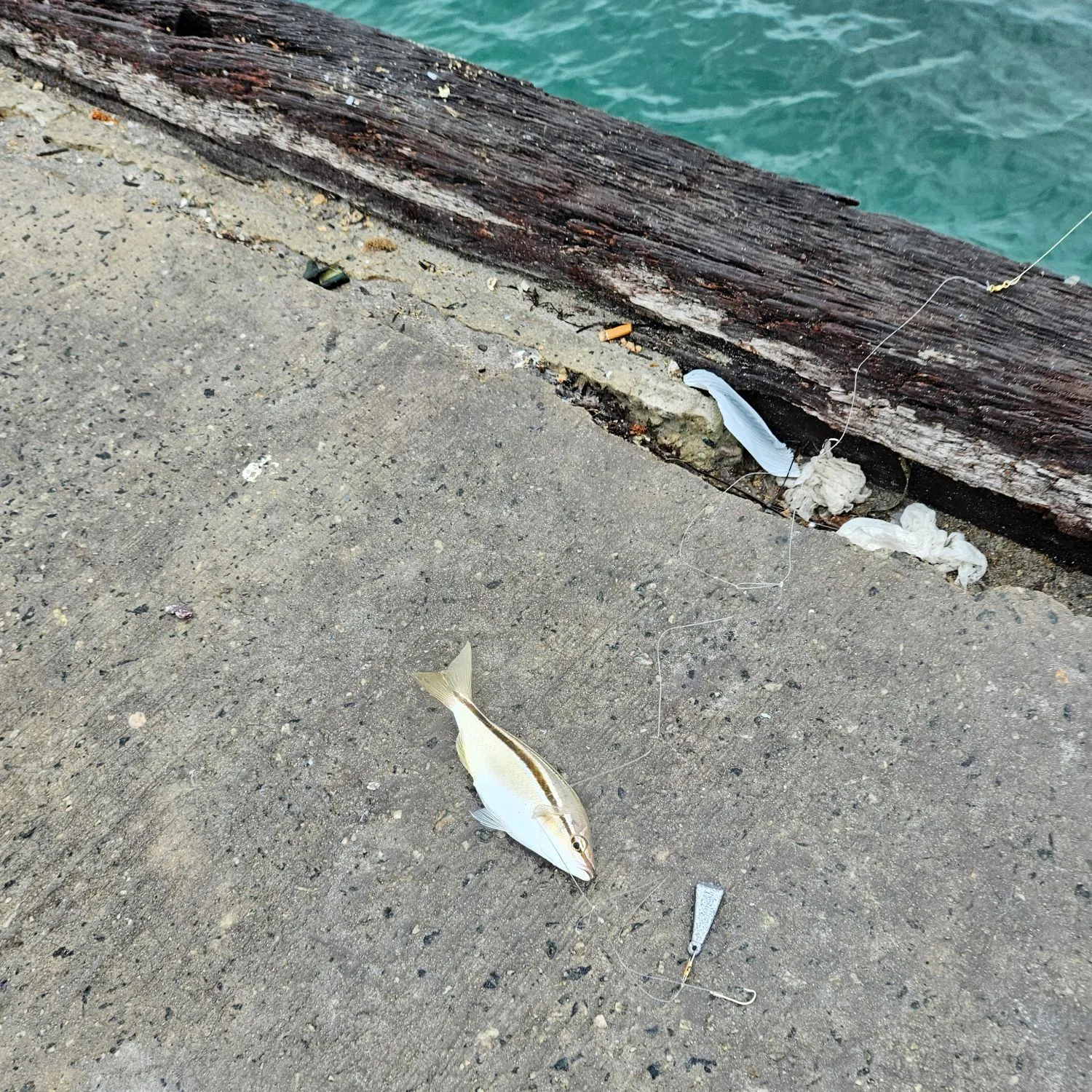 The most recent Port Jackson shark catches on Fishbrain