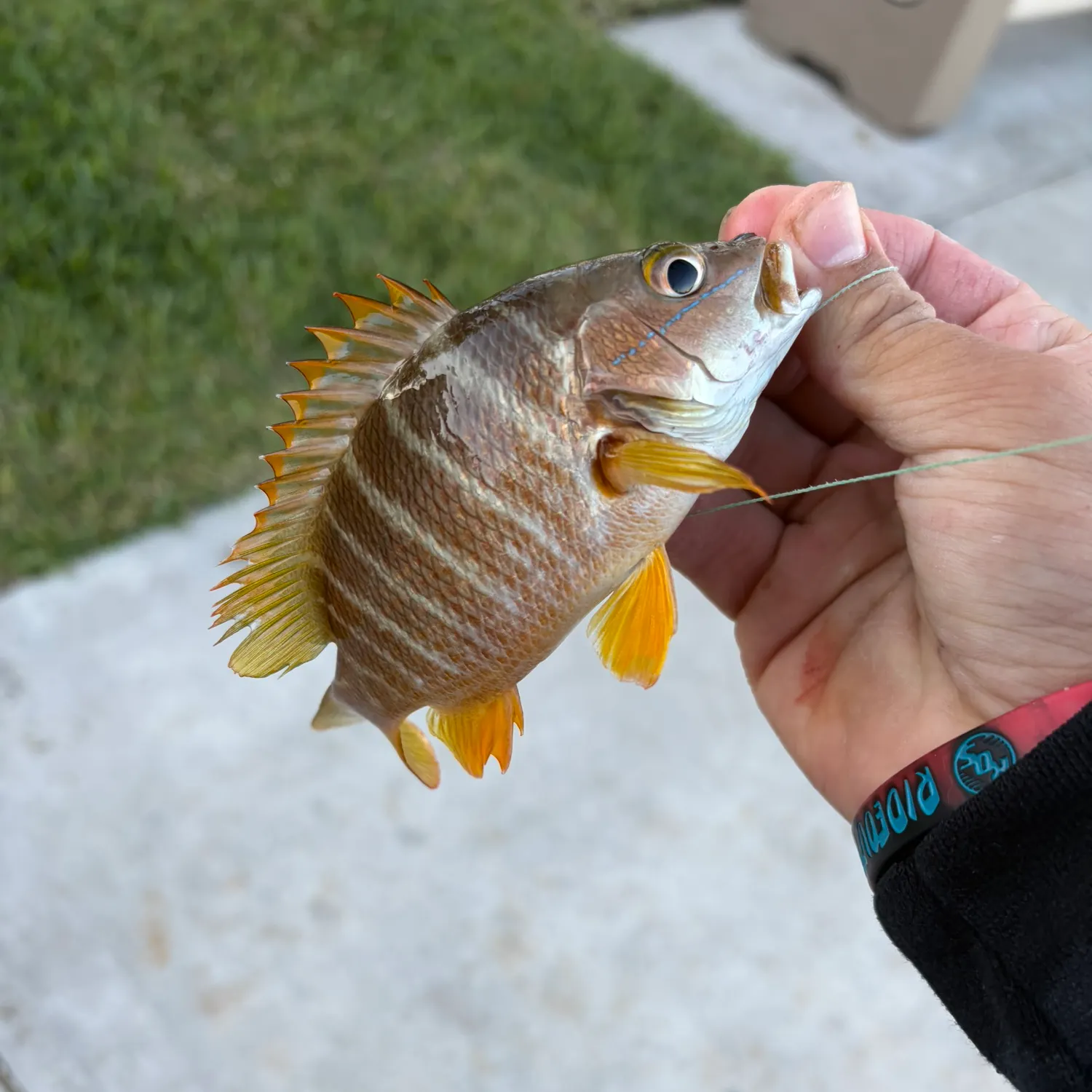 recently logged catches