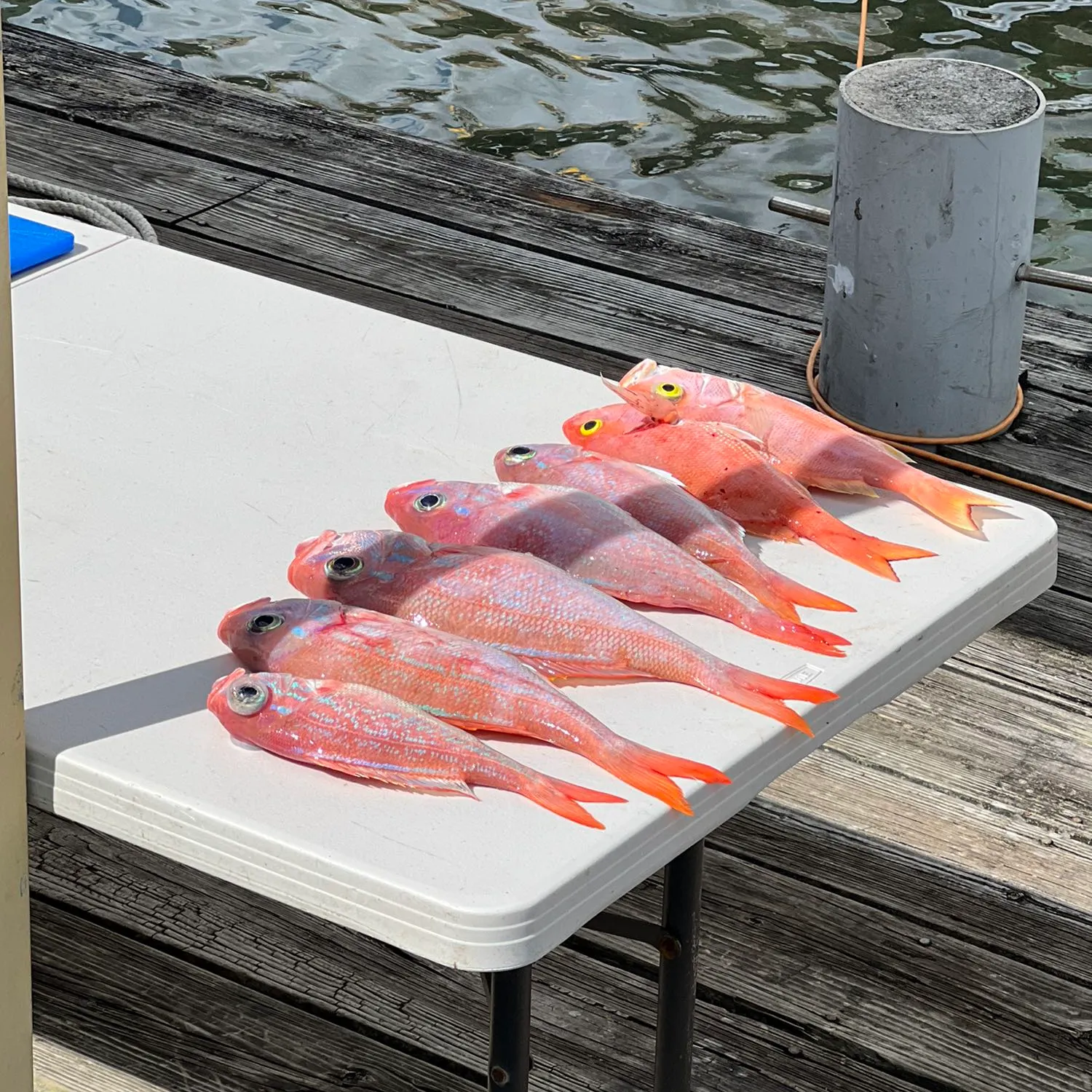 recently logged catches