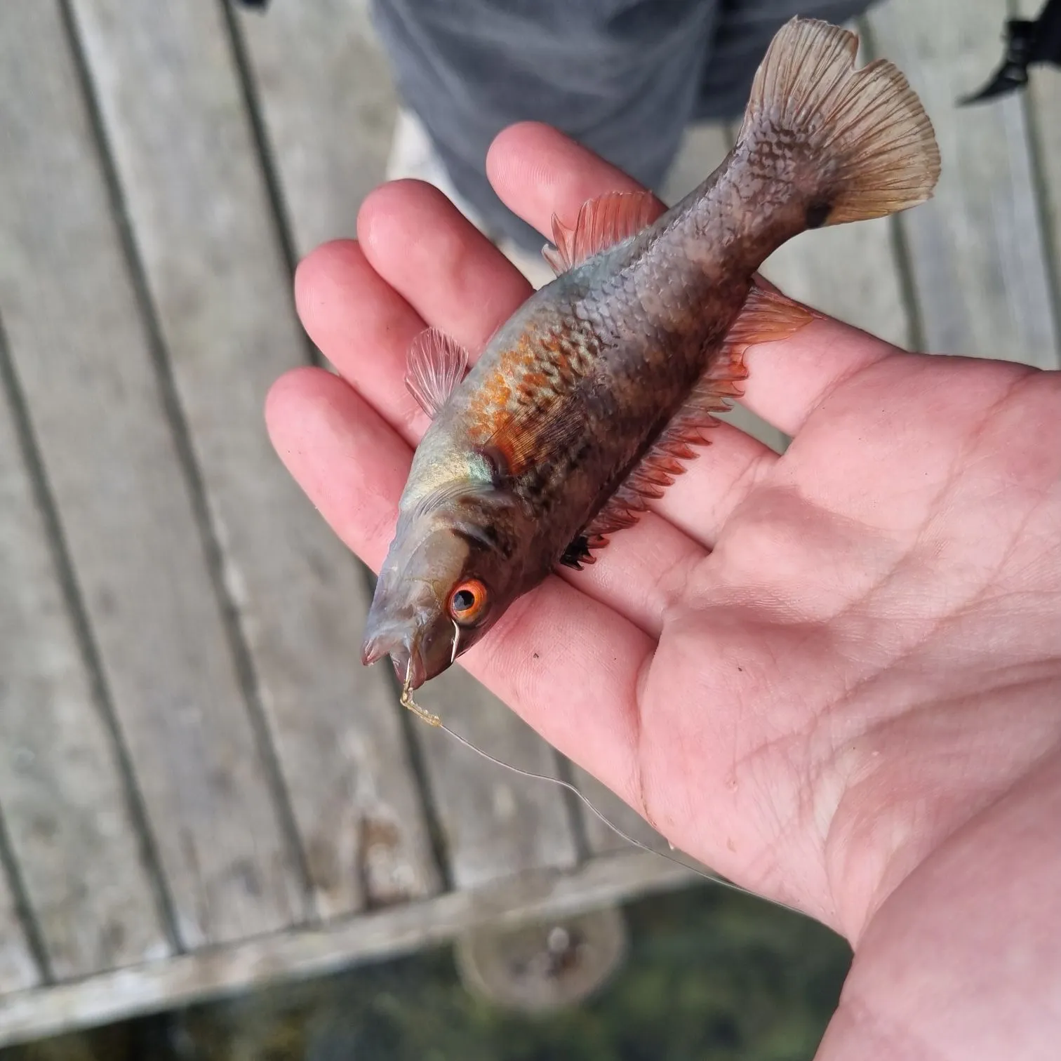 The most recent Rock cook catches on Fishbrain