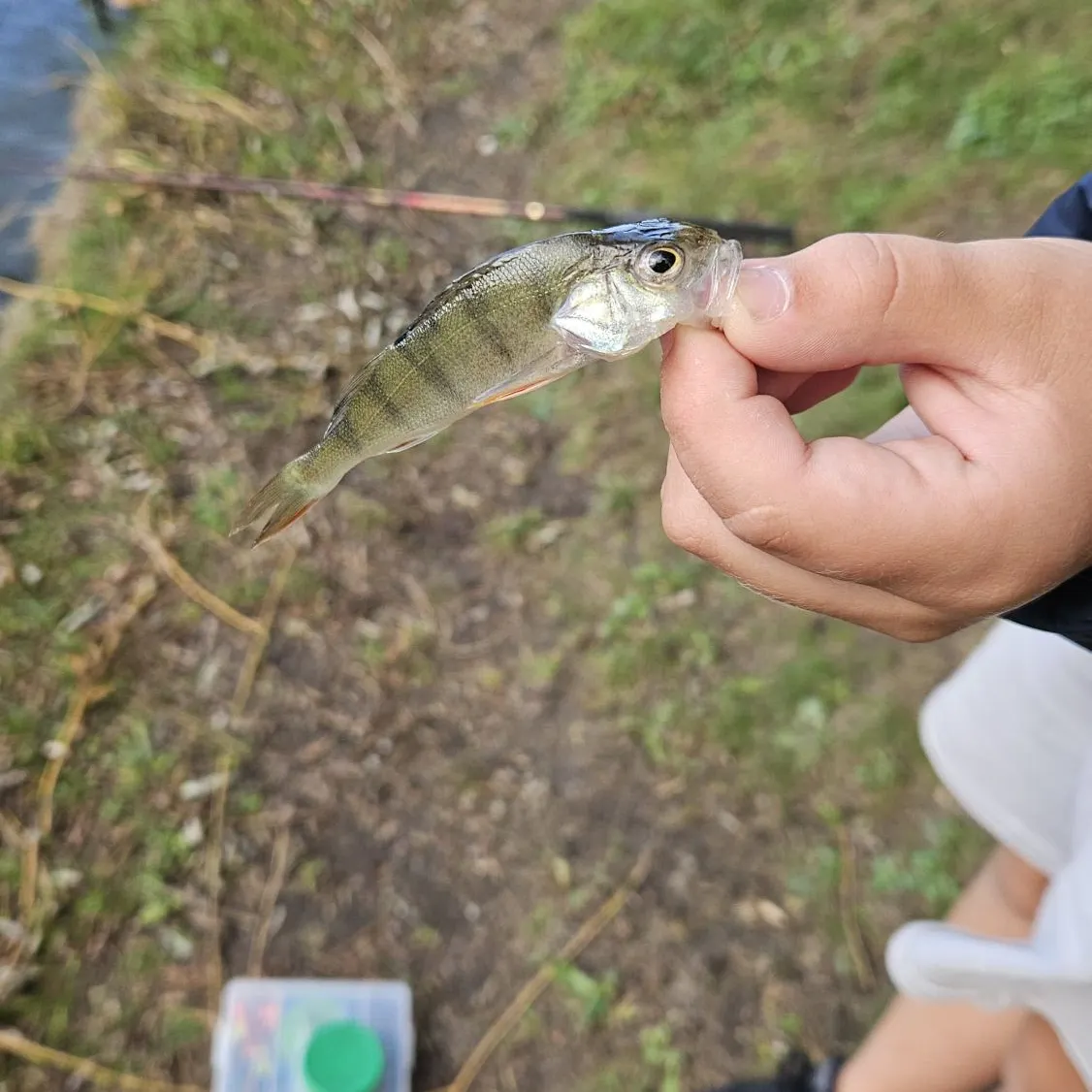 European perch caught on Fishbrain