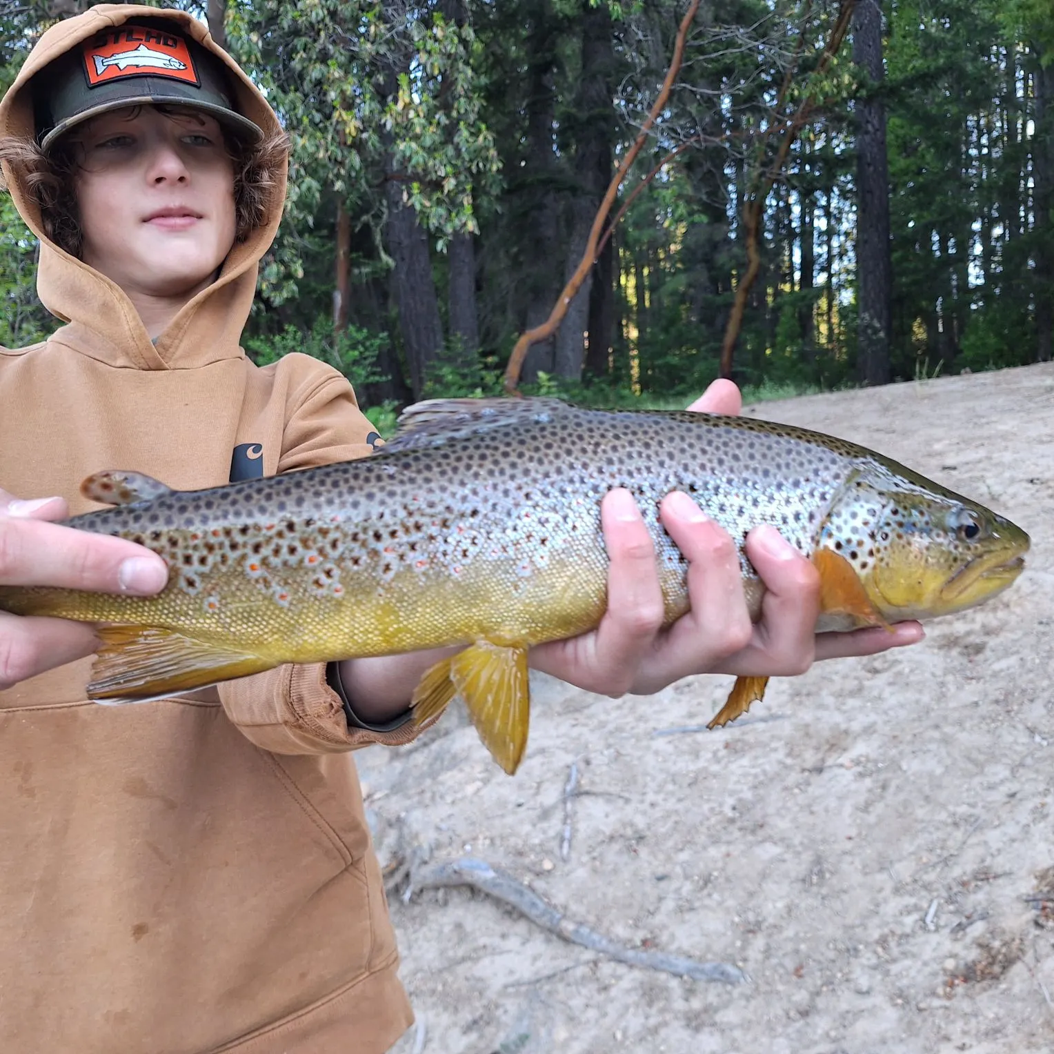 Brown trout caught on Fishbrain