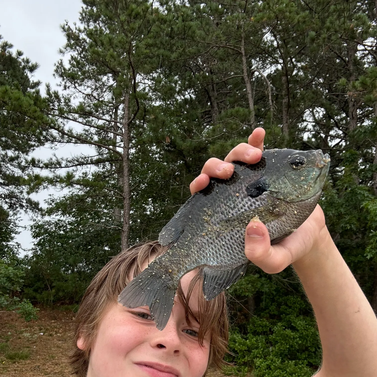Bluegill caught on Fishbrain