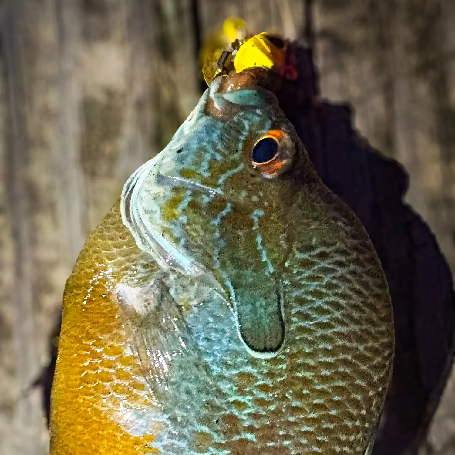 Pumpkingill hybrid caught on Fishbrain