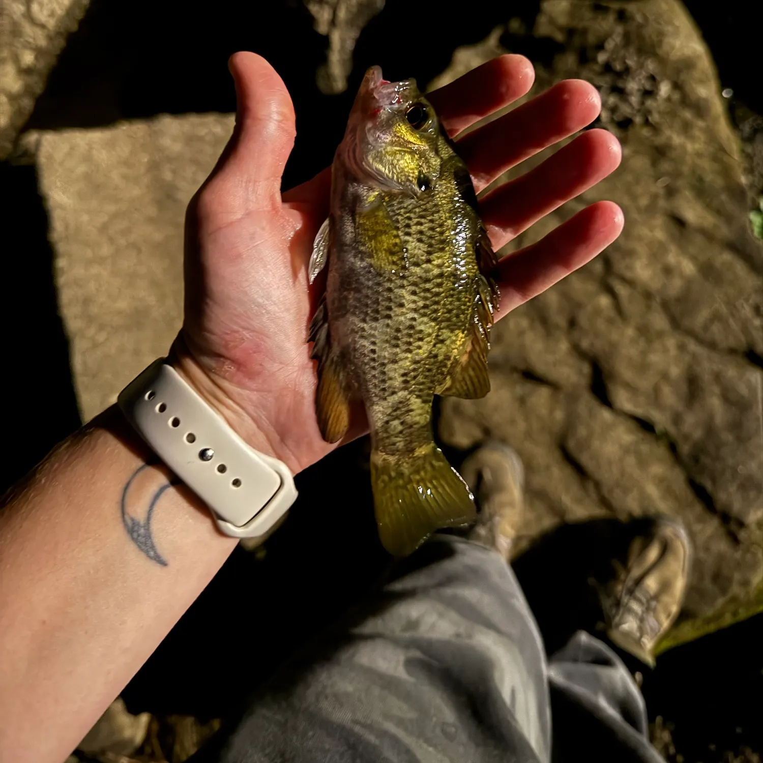 Rock bass caught on Fishbrain