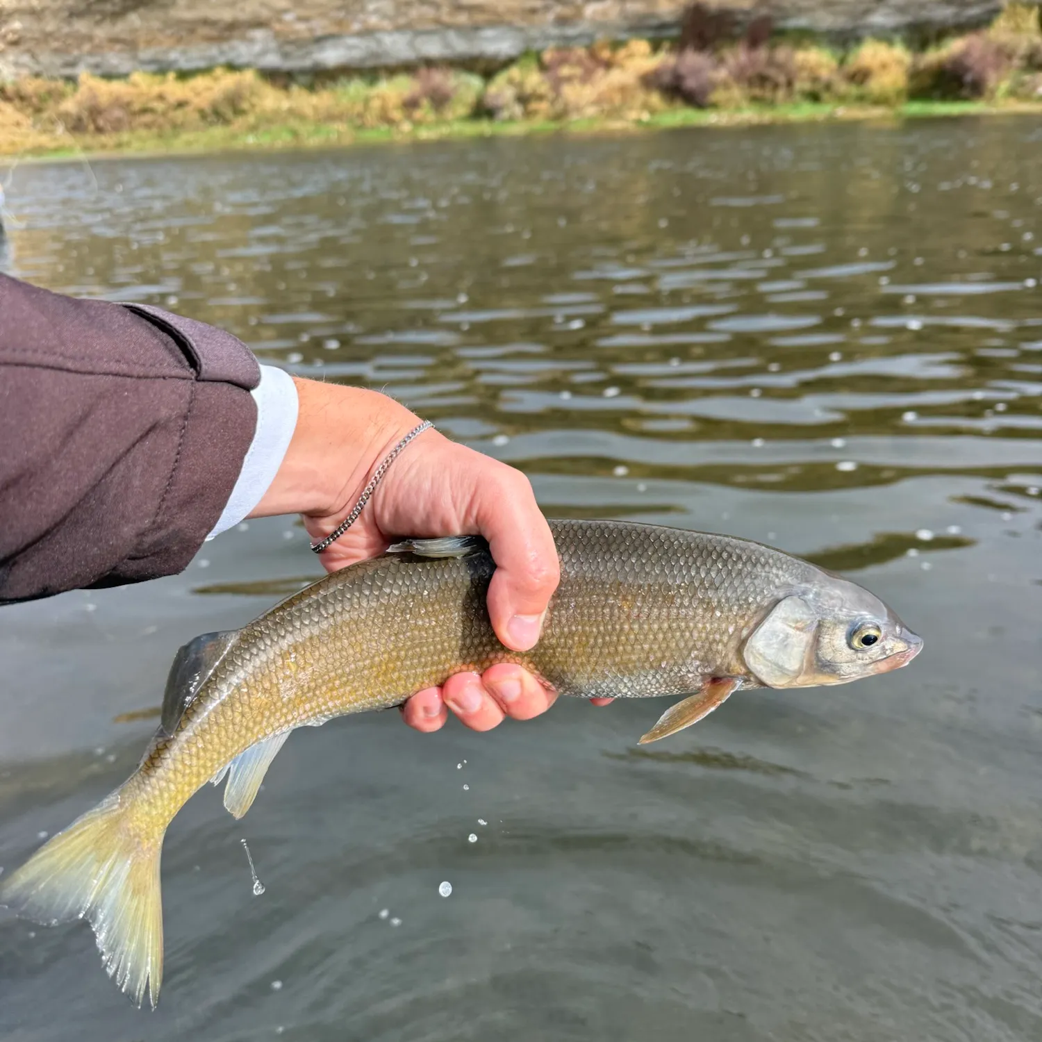 Mountain whitefish caught on Fishbrain