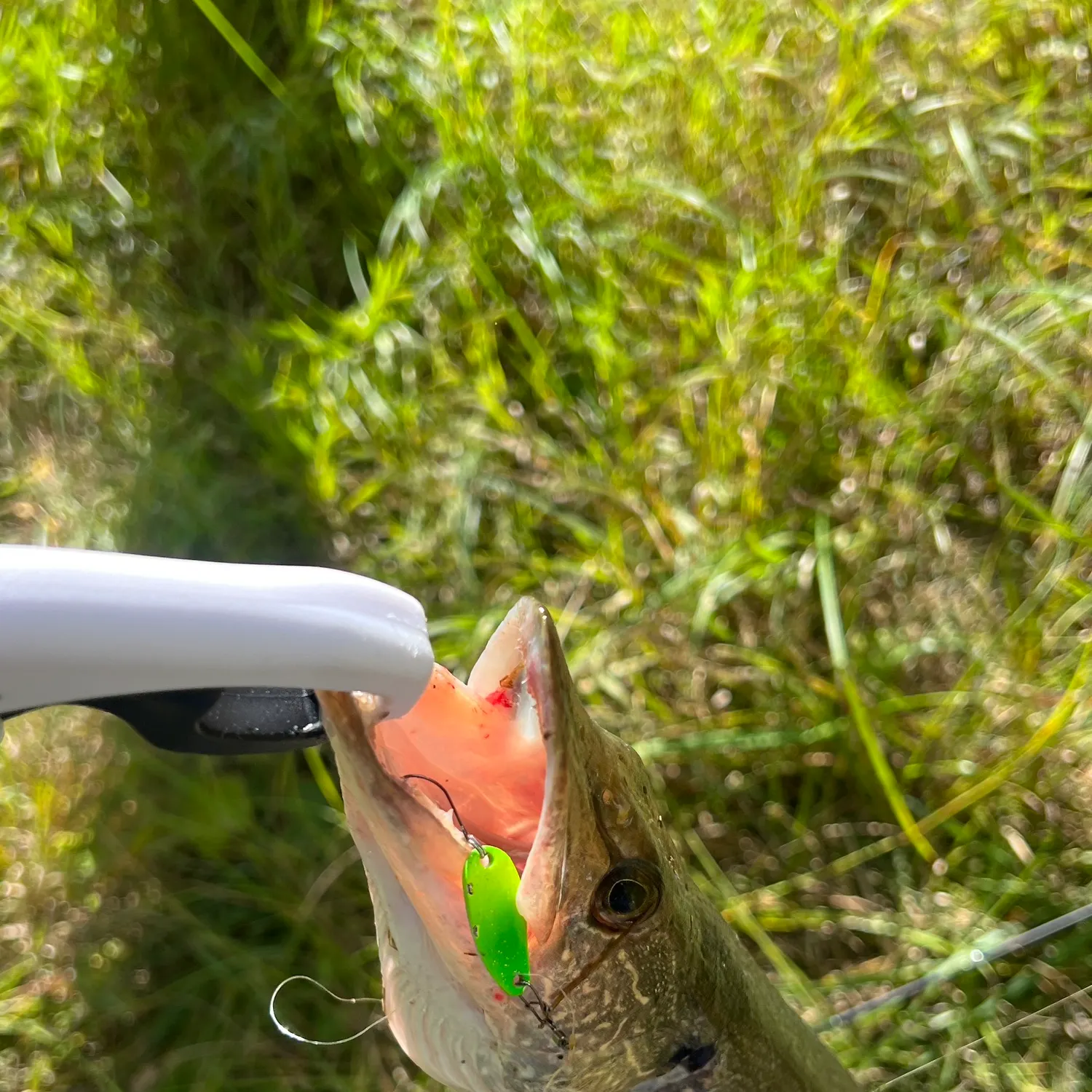 Northern pike caught on Fishbrain