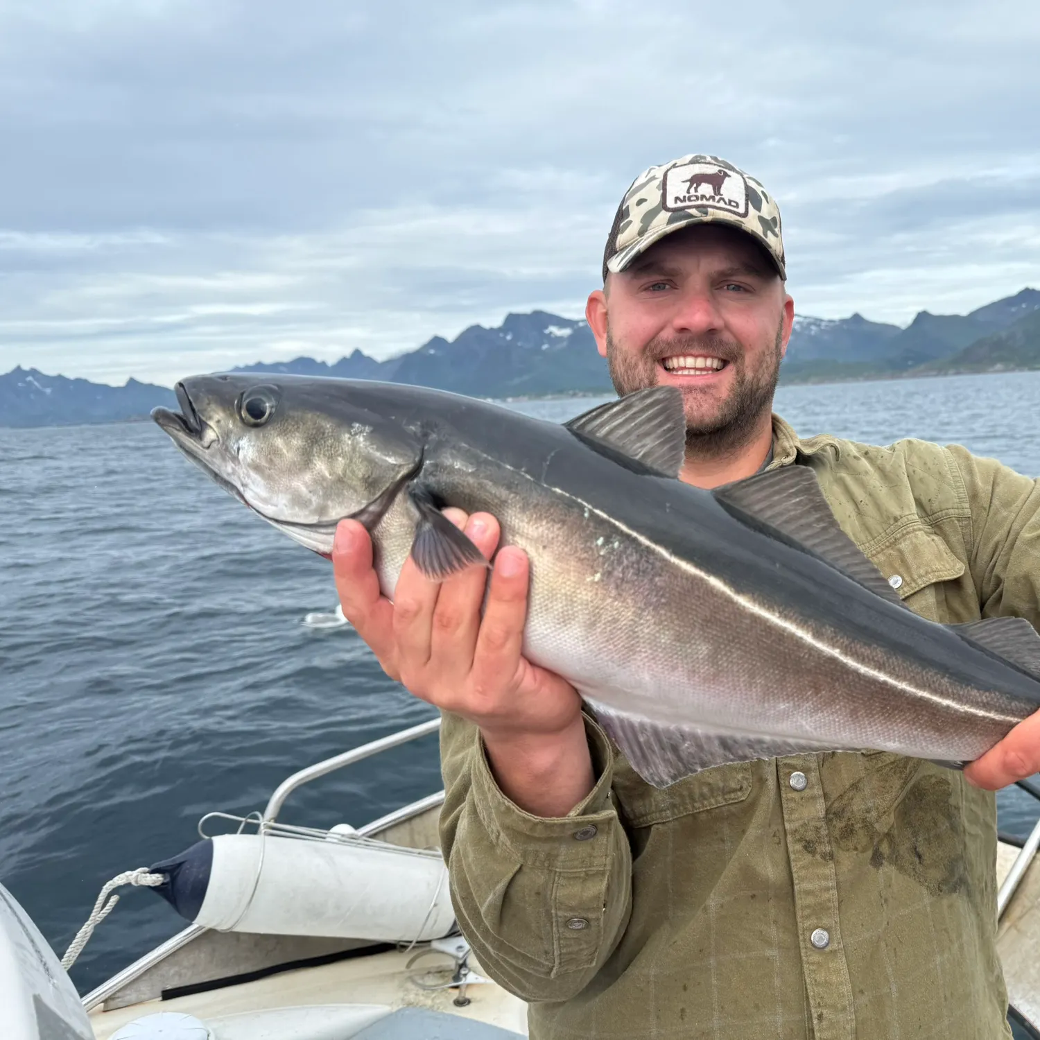 Atlantic pollock caught on Fishbrain