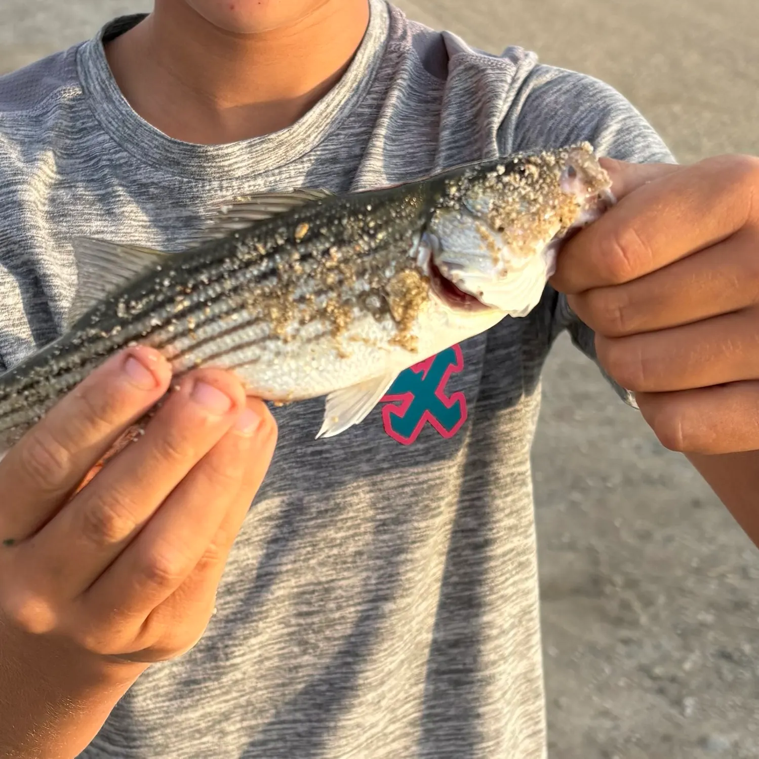 Striped bass caught on Fishbrain