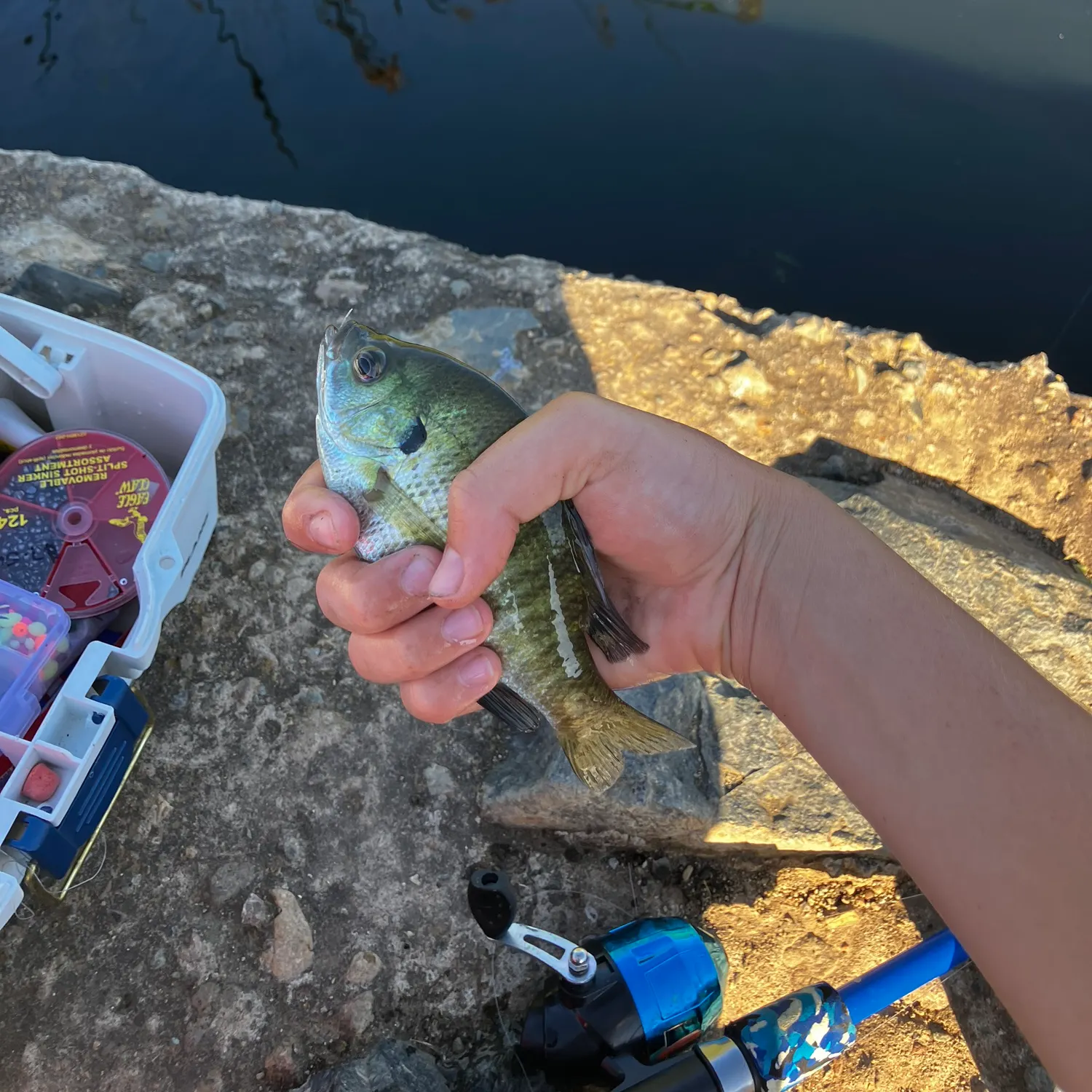 Bluegill caught on Fishbrain