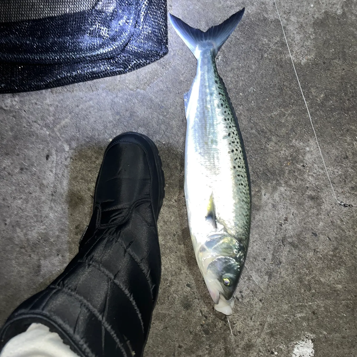 The most recent Eastern Australian salmon catches on Fishbrain