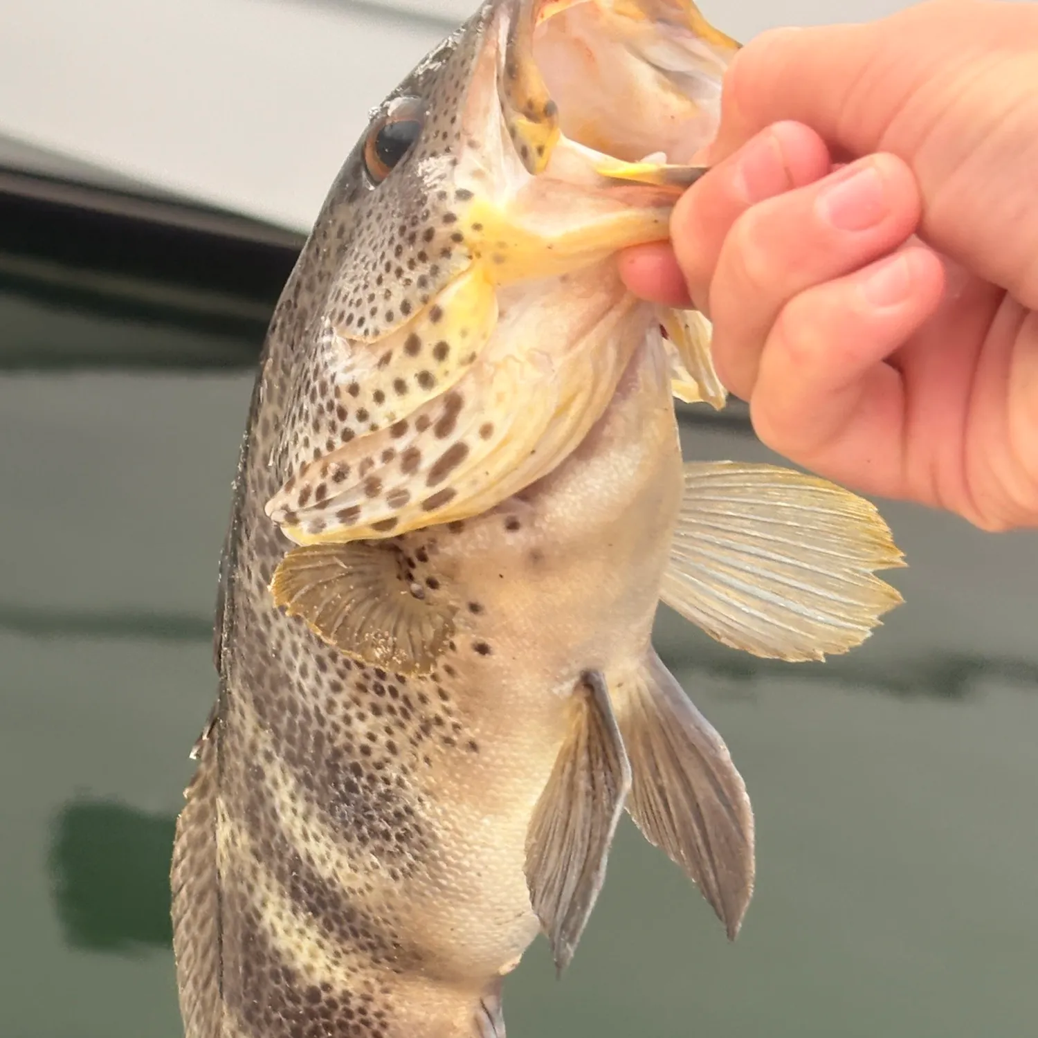 The most recent Spotted sand bass catches on Fishbrain