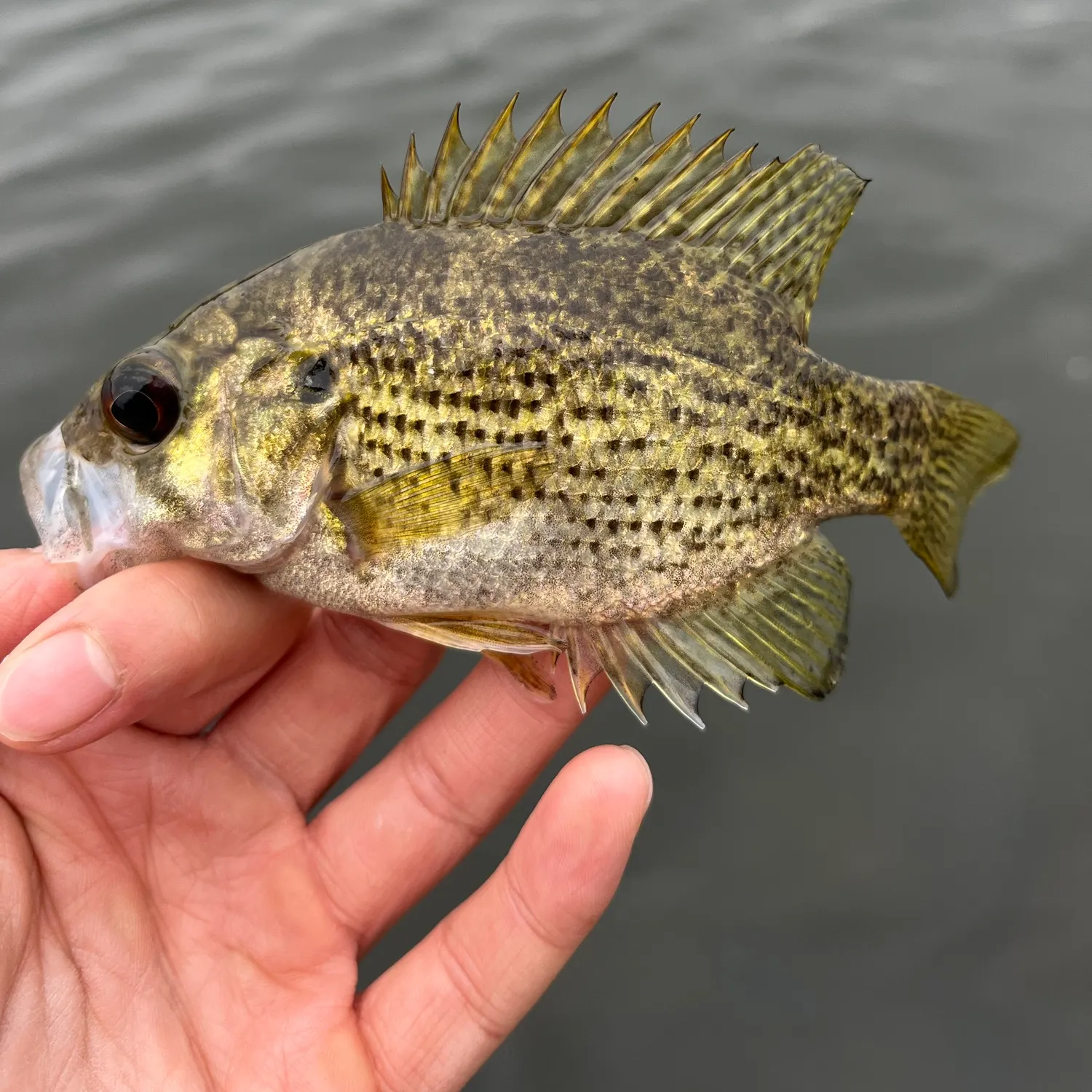 Rock bass caught on Fishbrain